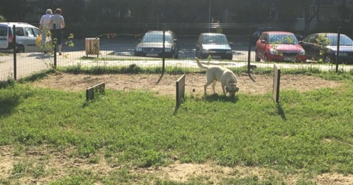 Timisorenii Revoltati Ca Nu Mai Au Voie Cu Cainii Si Bicicletele