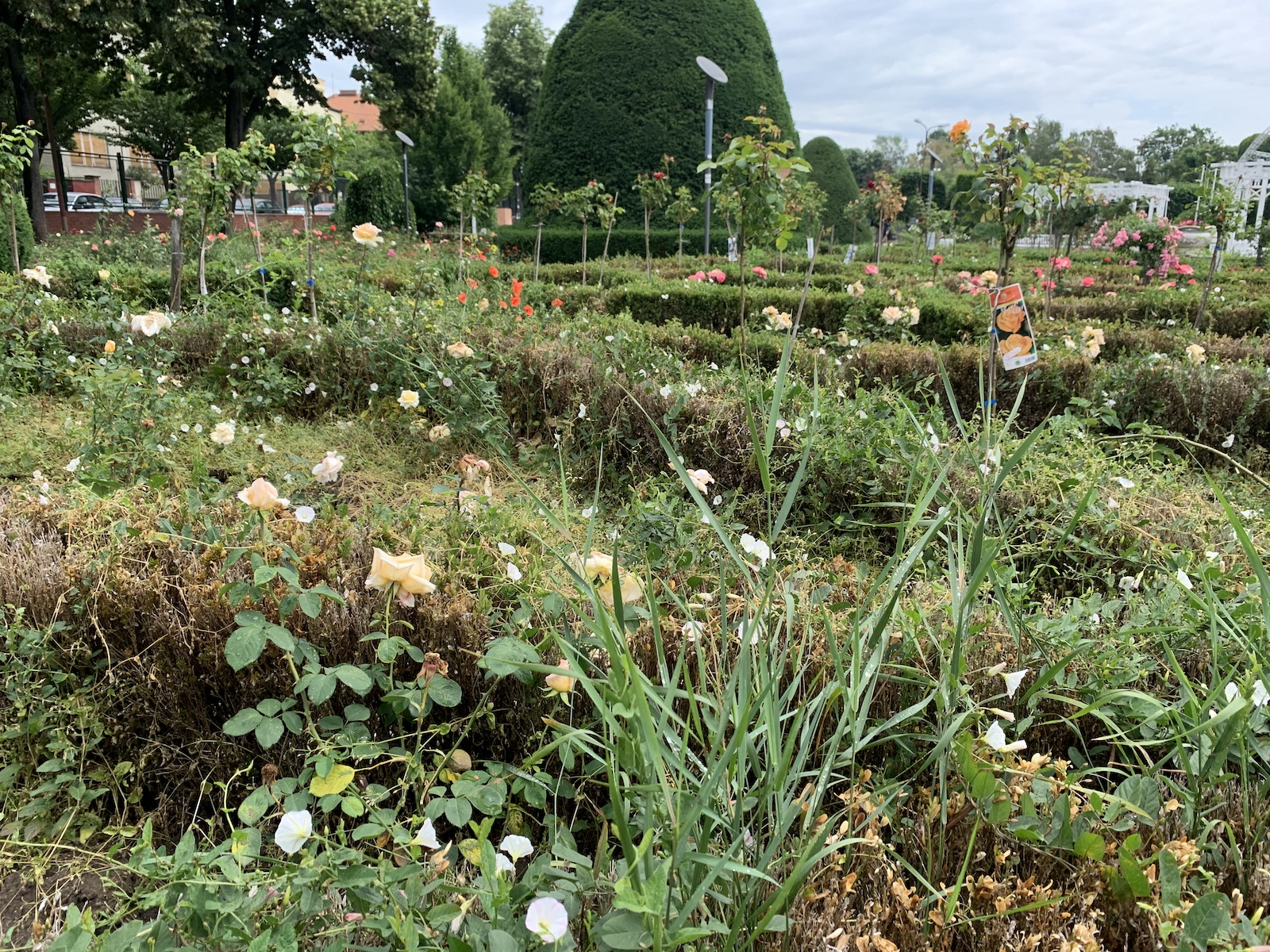 parcul rozelor jungla urbana iunie 2020 foto seba tataru 1