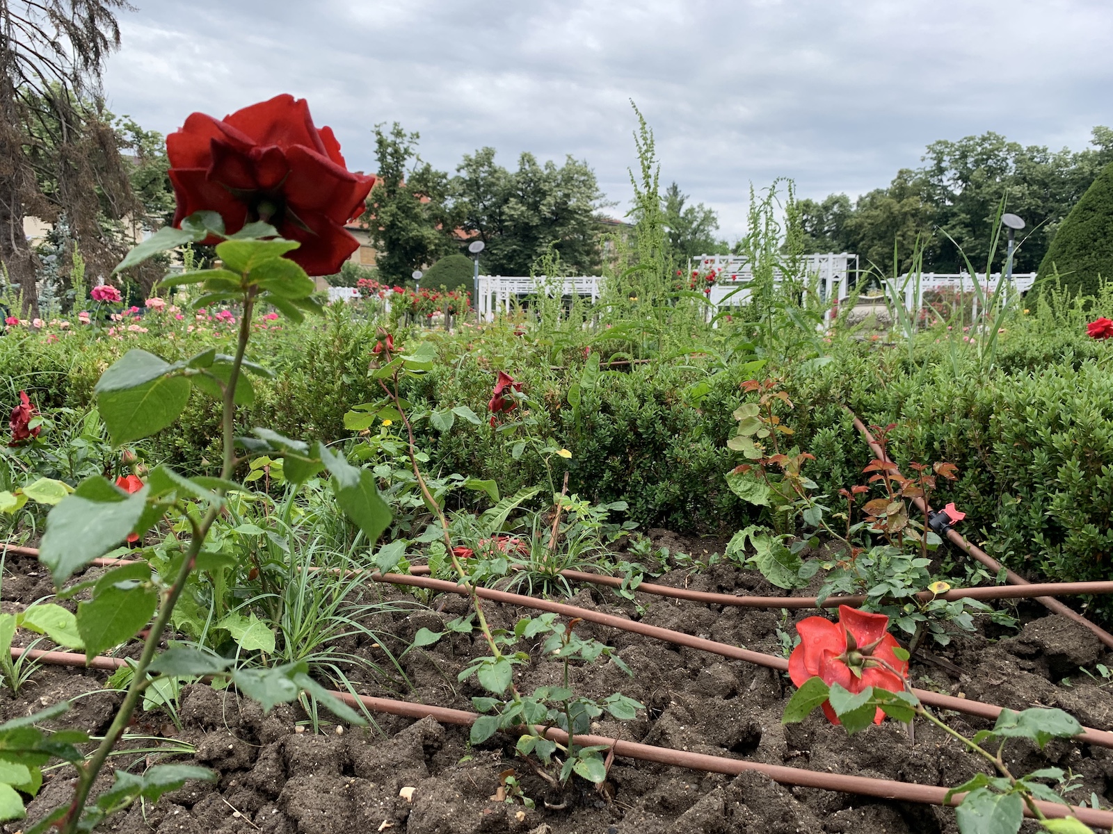 parcul rozelor jungla urbana iunie 2020 foto seba tataru 12