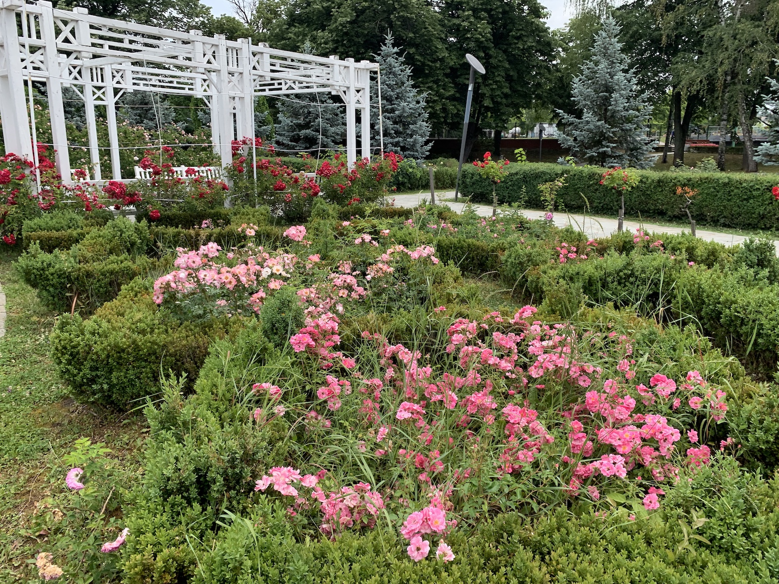 parcul rozelor jungla urbana iunie 2020 foto seba tataru 16