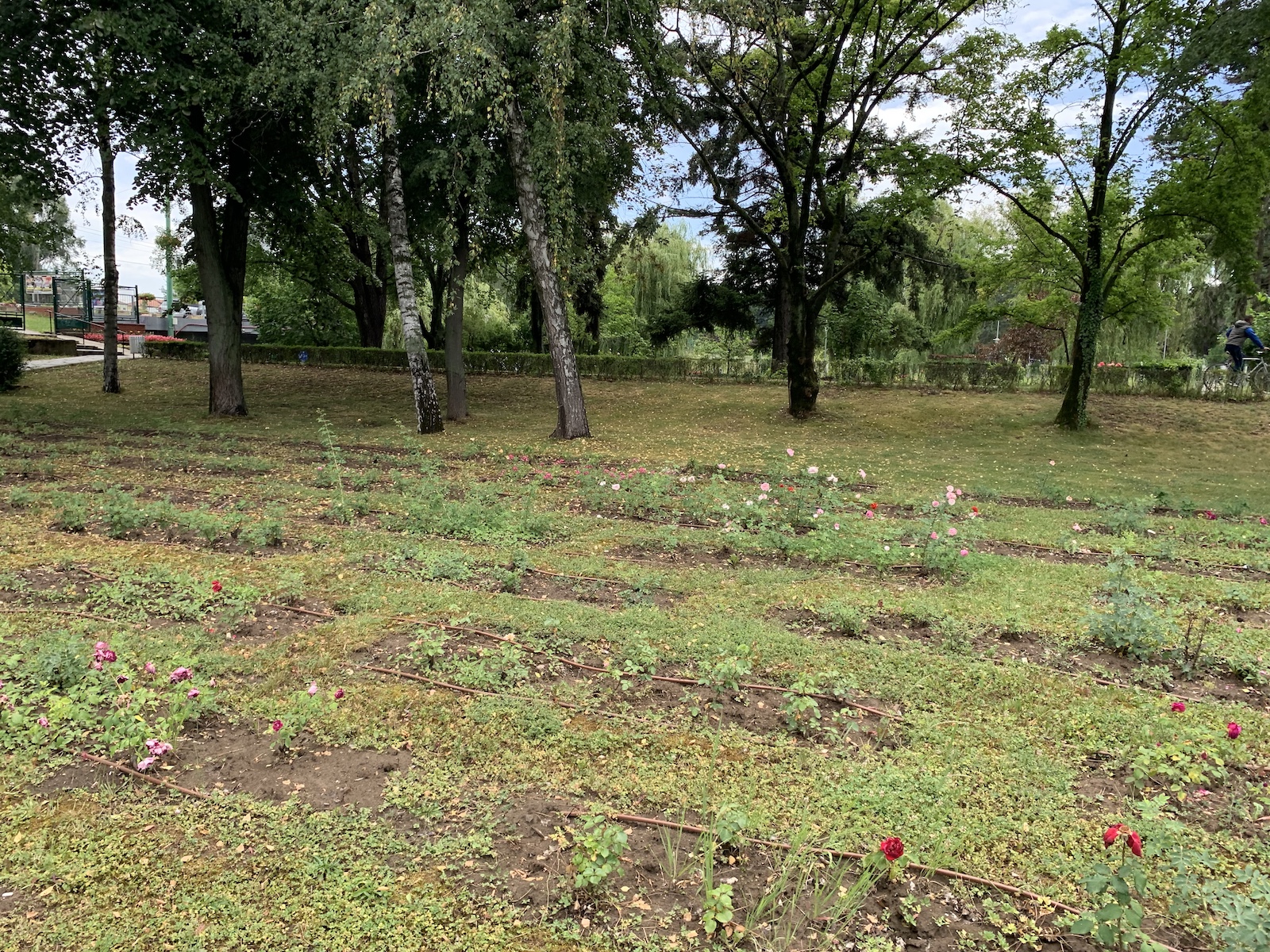 parcul rozelor jungla urbana iunie 2020 foto seba tataru 19