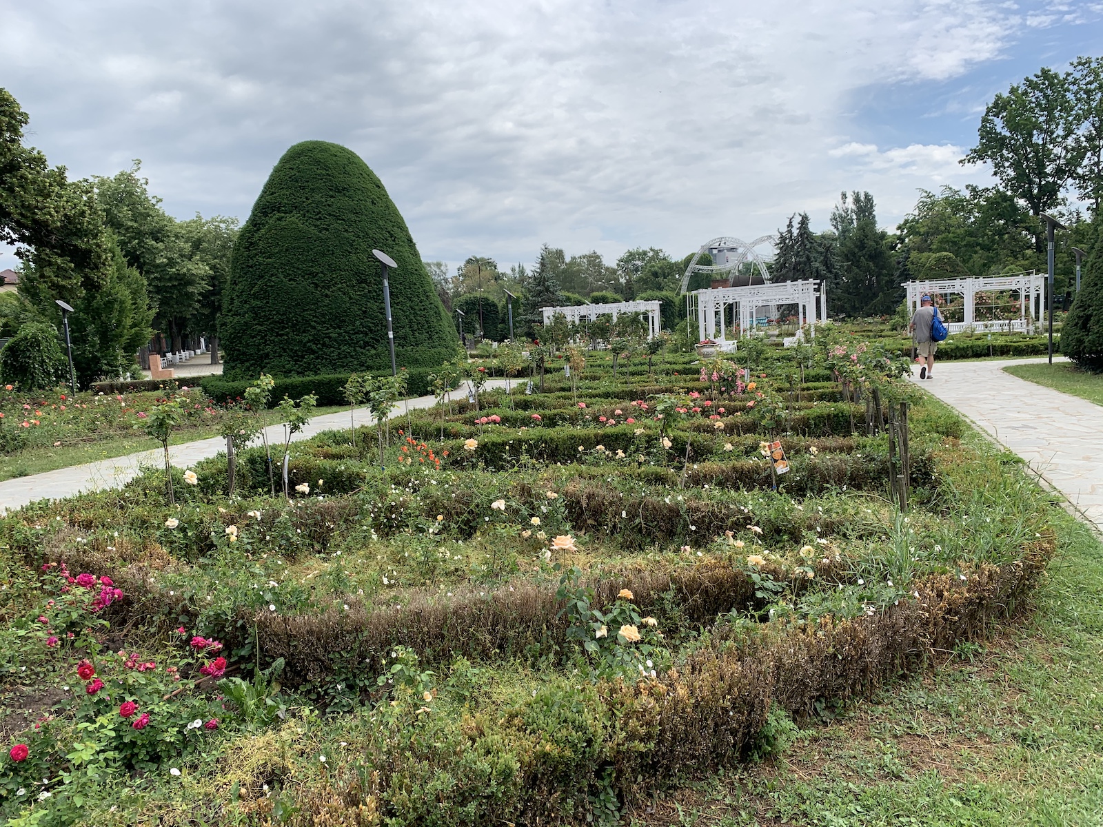 parcul rozelor jungla urbana iunie 2020 foto seba tataru 2