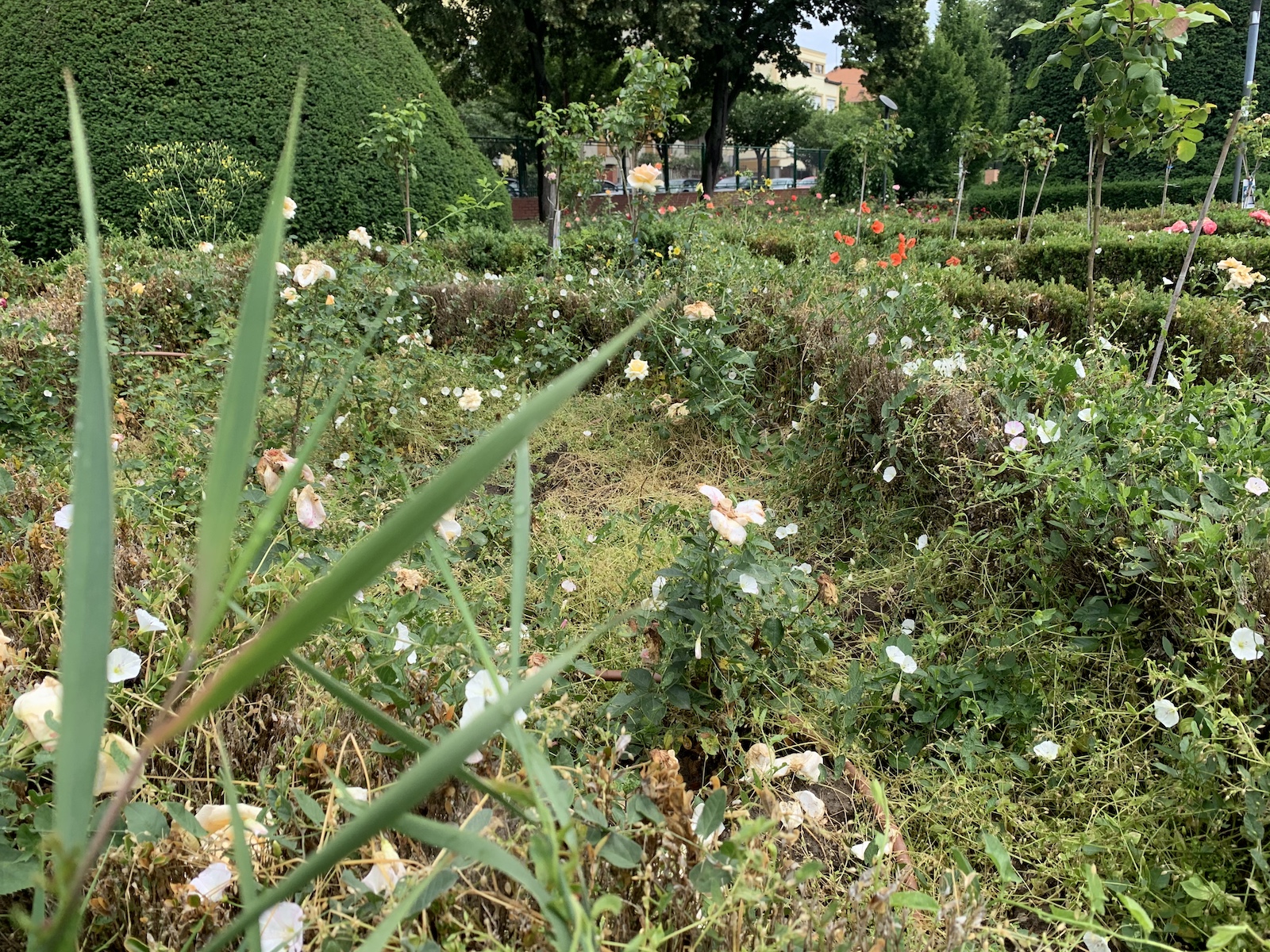 parcul rozelor jungla urbana iunie 2020 foto seba tataru 3