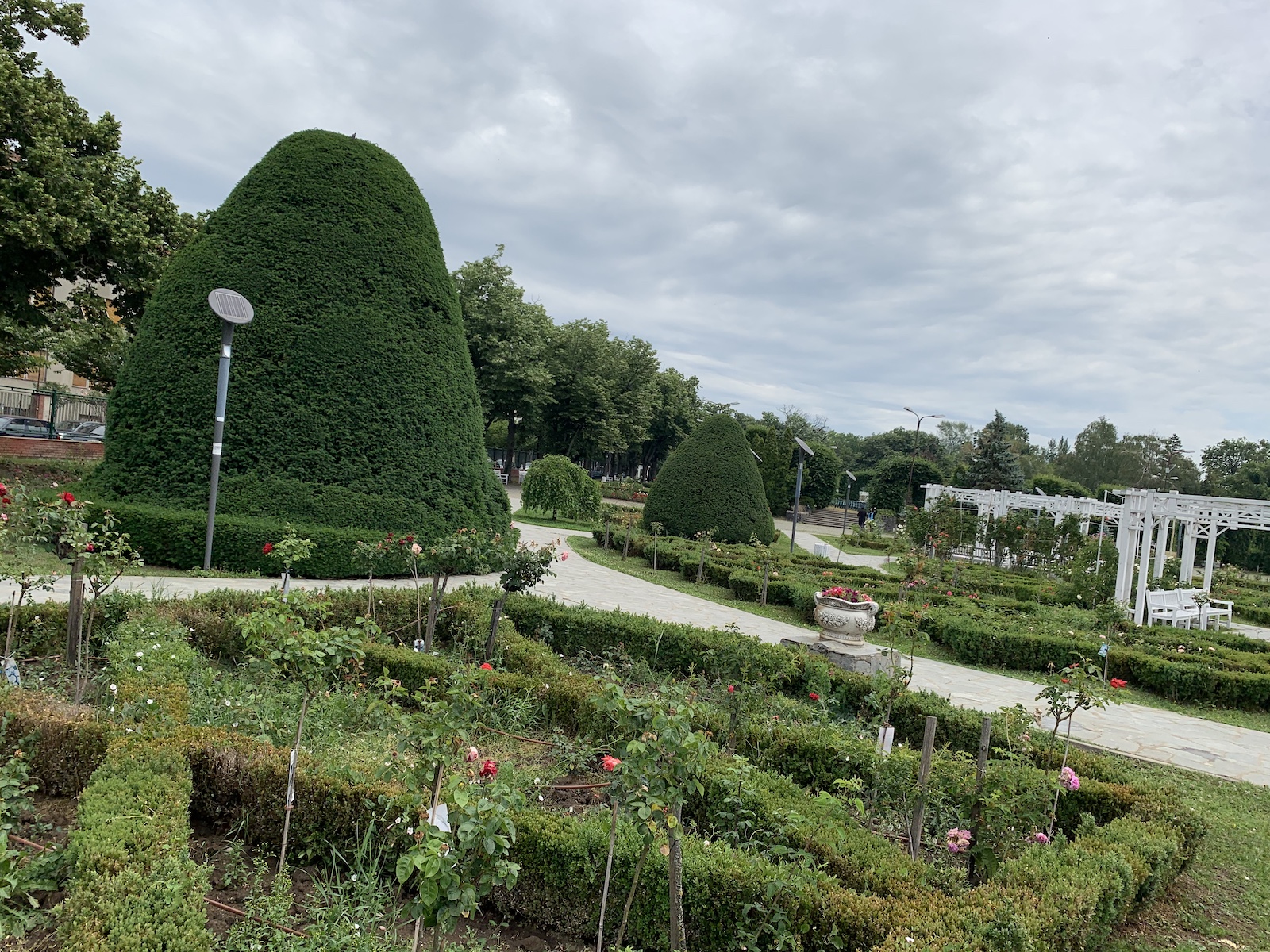 parcul rozelor jungla urbana iunie 2020 foto seba tataru 4