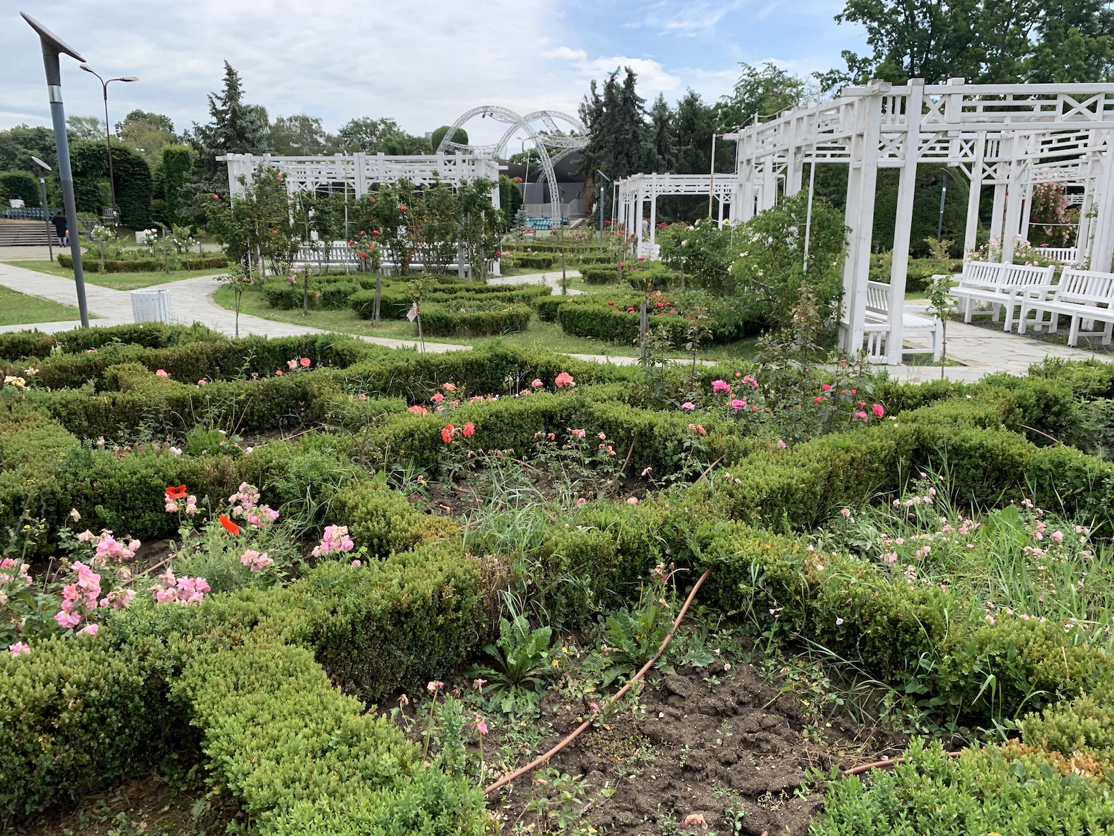 parcul rozelor jungla urbana iunie 2020 foto seba tataru 5