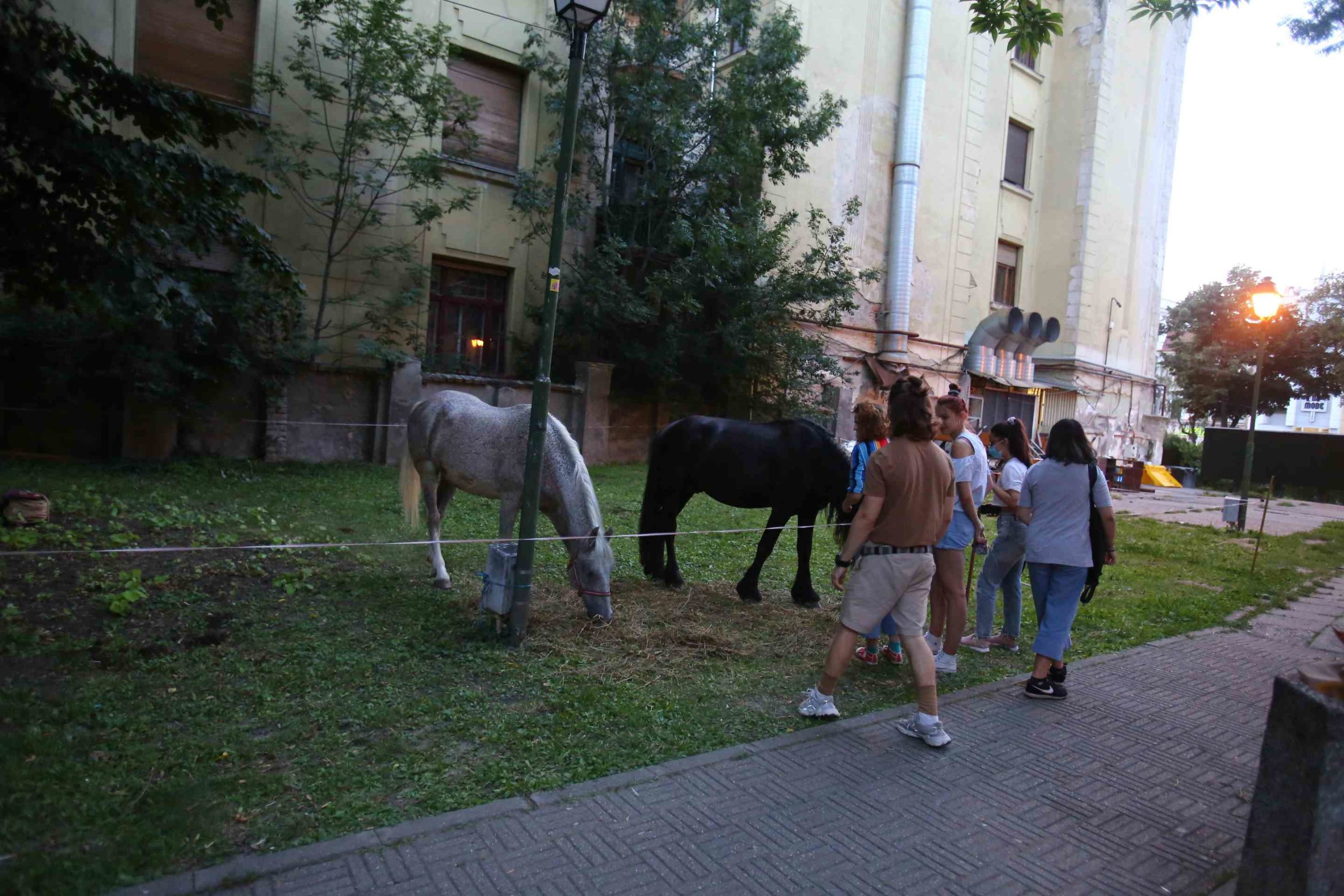 Festivalul Medieval Timisoara 2020 (2)