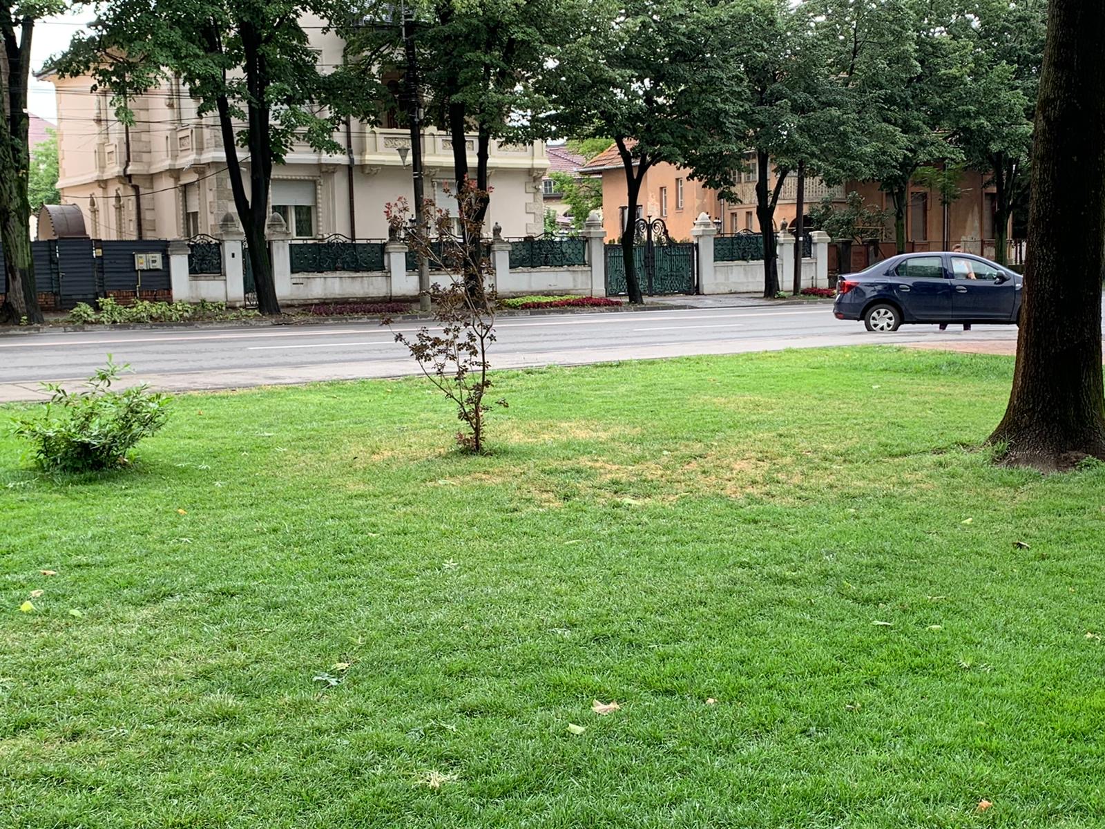 parcul alpinet la 2 ani de la inaugurare iulie 2020 rugina 11