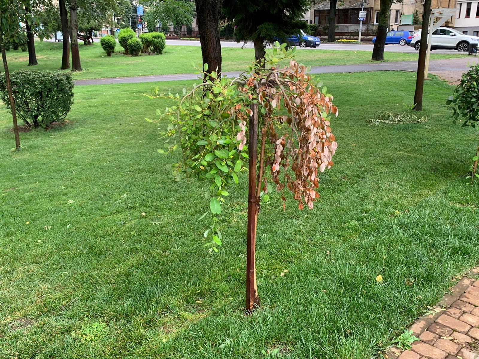 parcul alpinet la 2 ani de la inaugurare iulie 2020 rugina 22