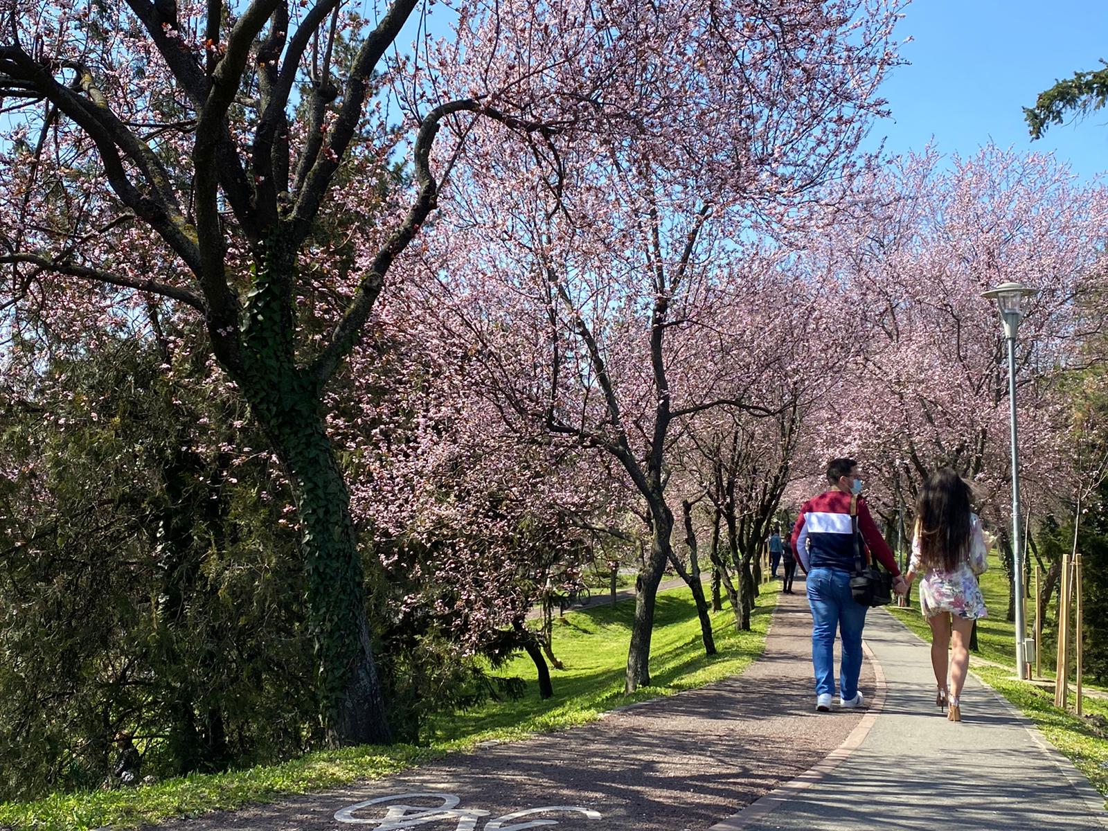 primavara parc mal bega (3)