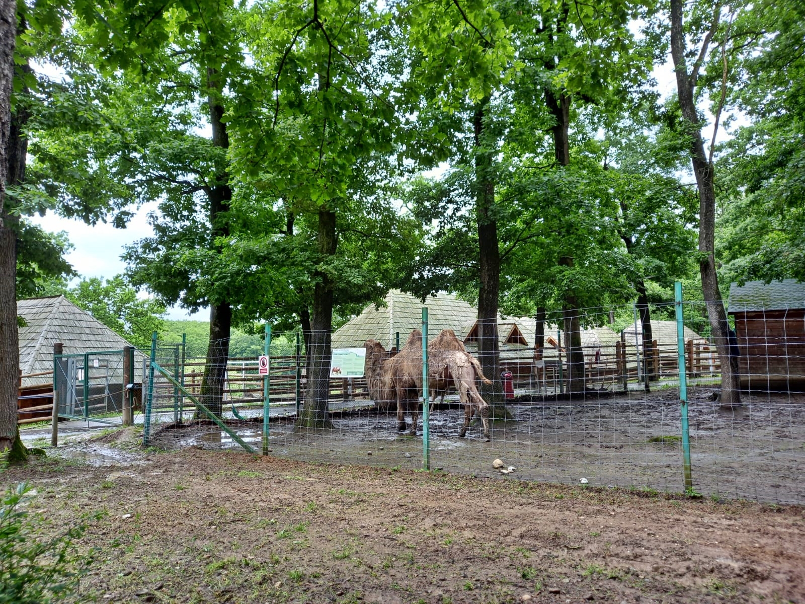 Zoo Sibiu (10)