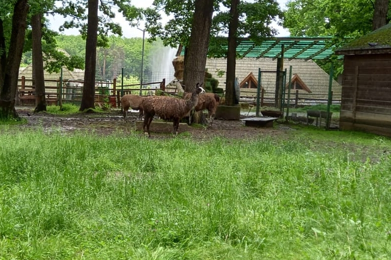 Zoo Sibiu (11)