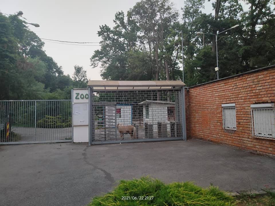 ponei evadat zoo timisoara 3