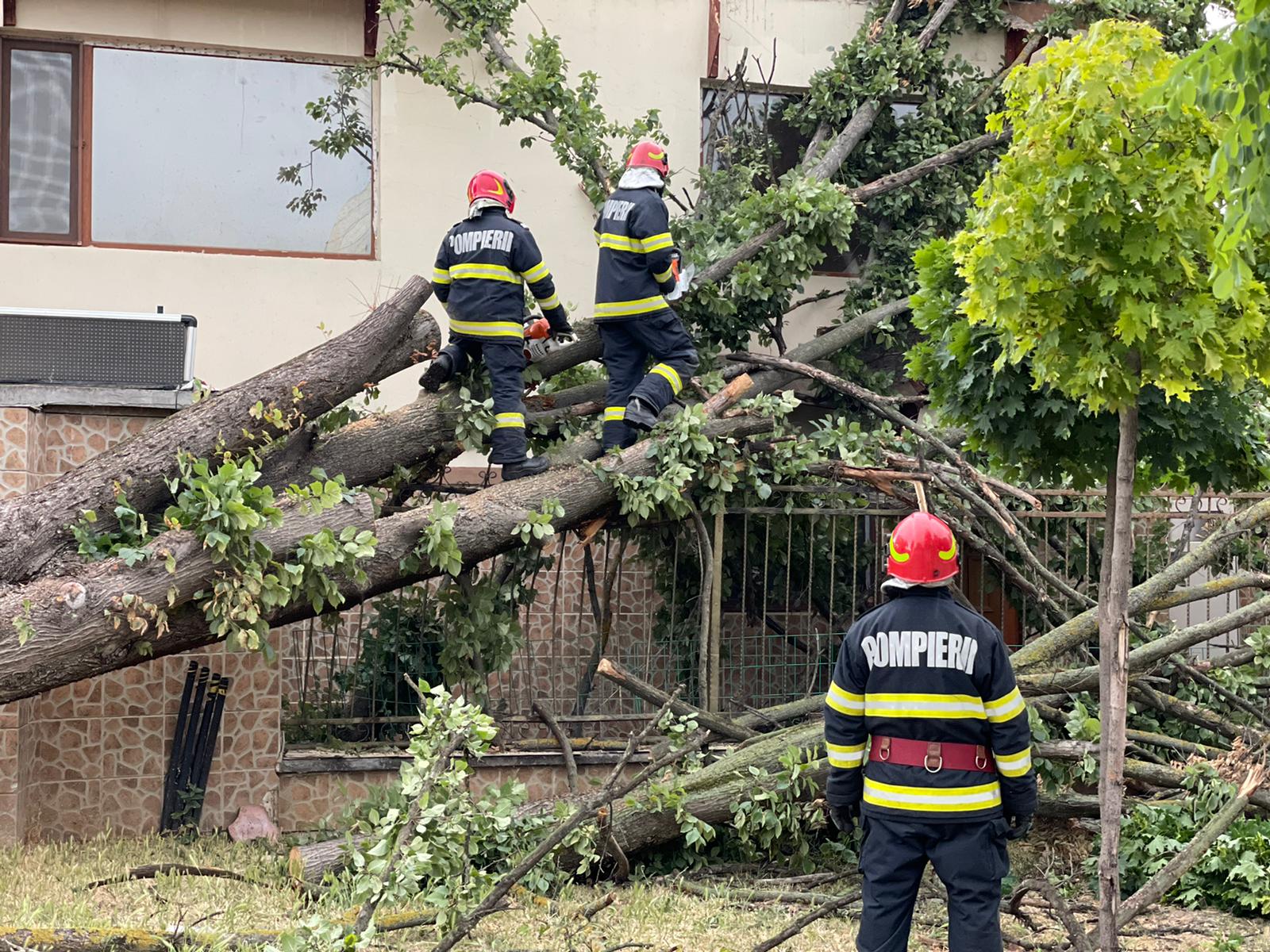 Copac prăbușit peste gard, la Timișoara, în timpul furtunii