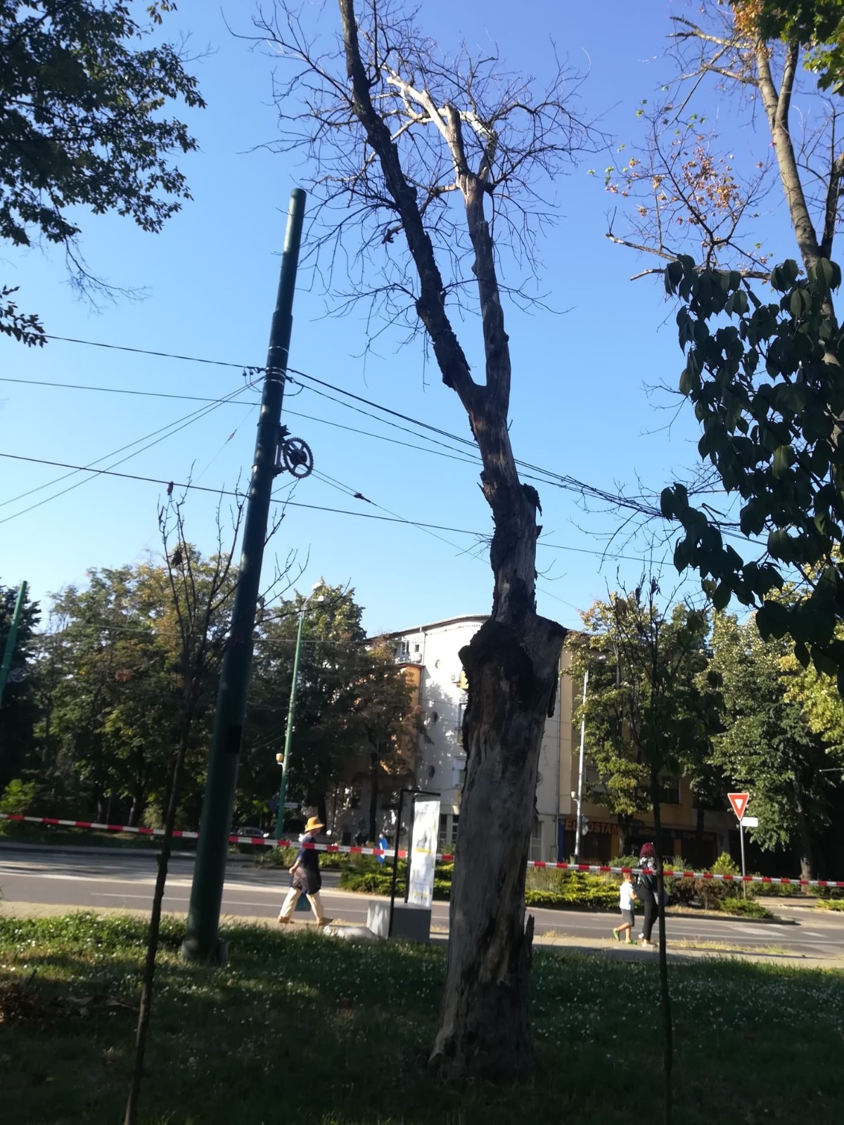 toaletare copaci arbori (2)