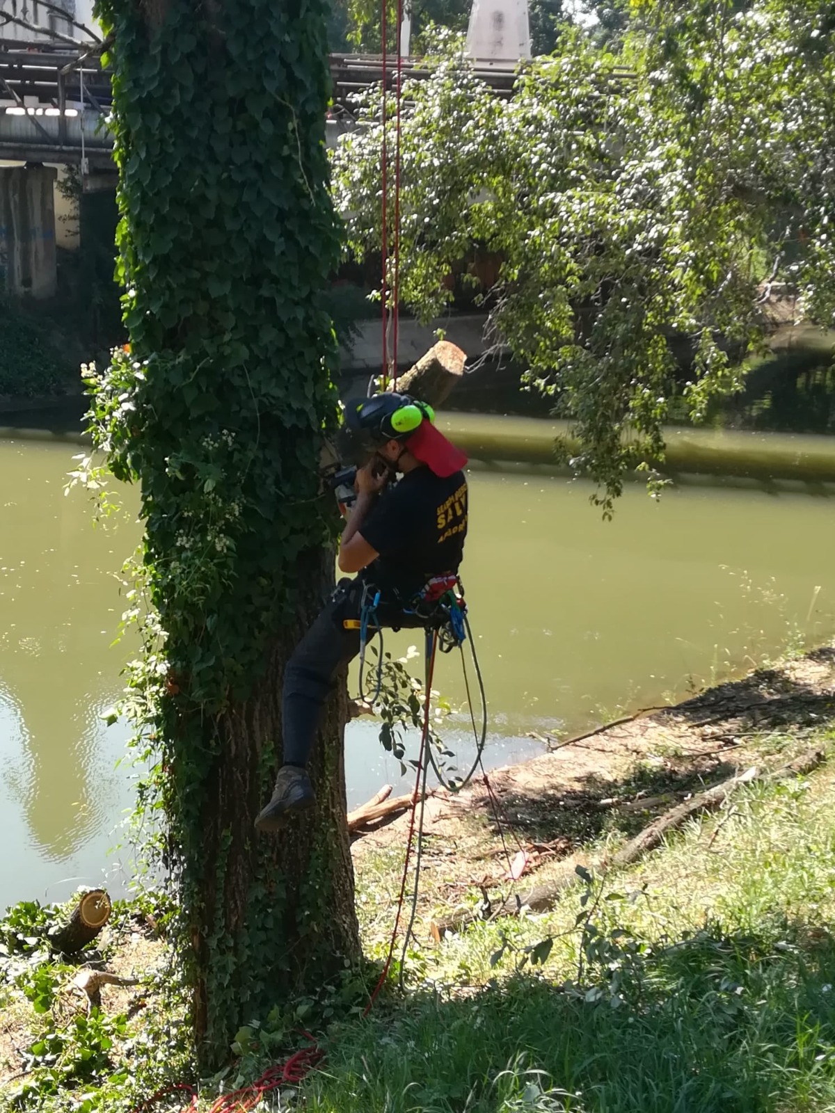 toaletare copaci arbori (3)