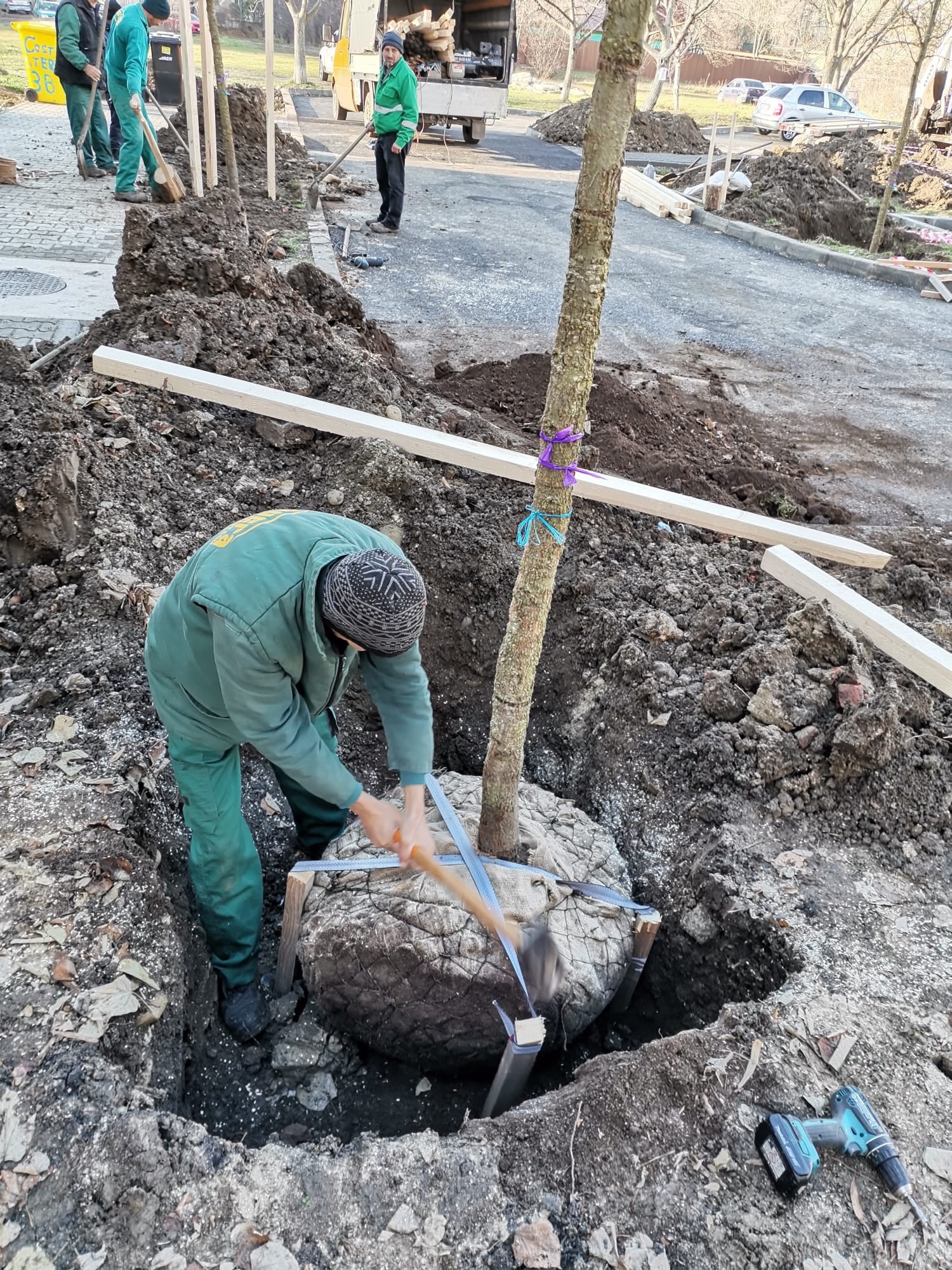 plantari copaci pmt bucovina (7)