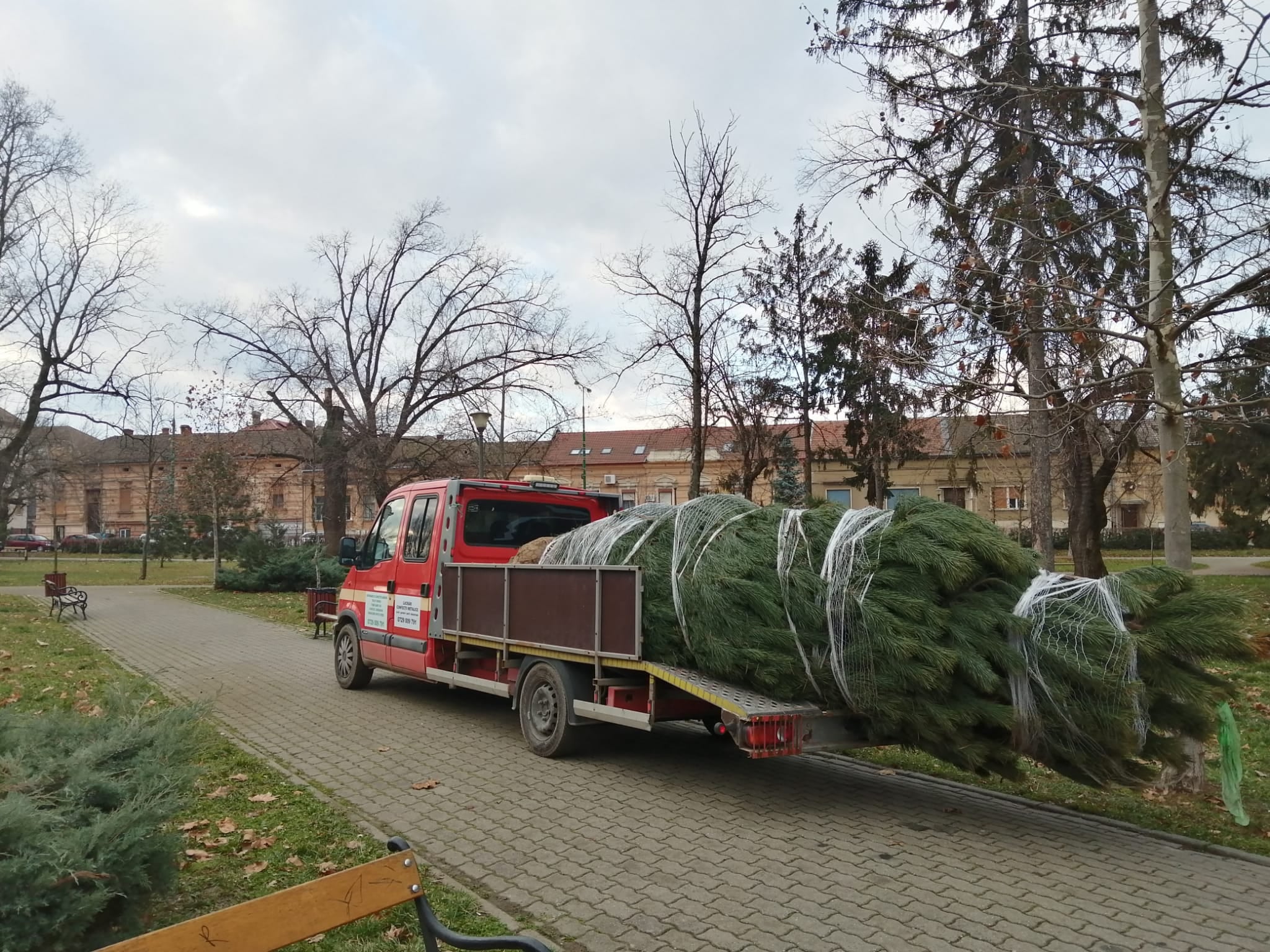 plantari copaci pmt bucovina (10)