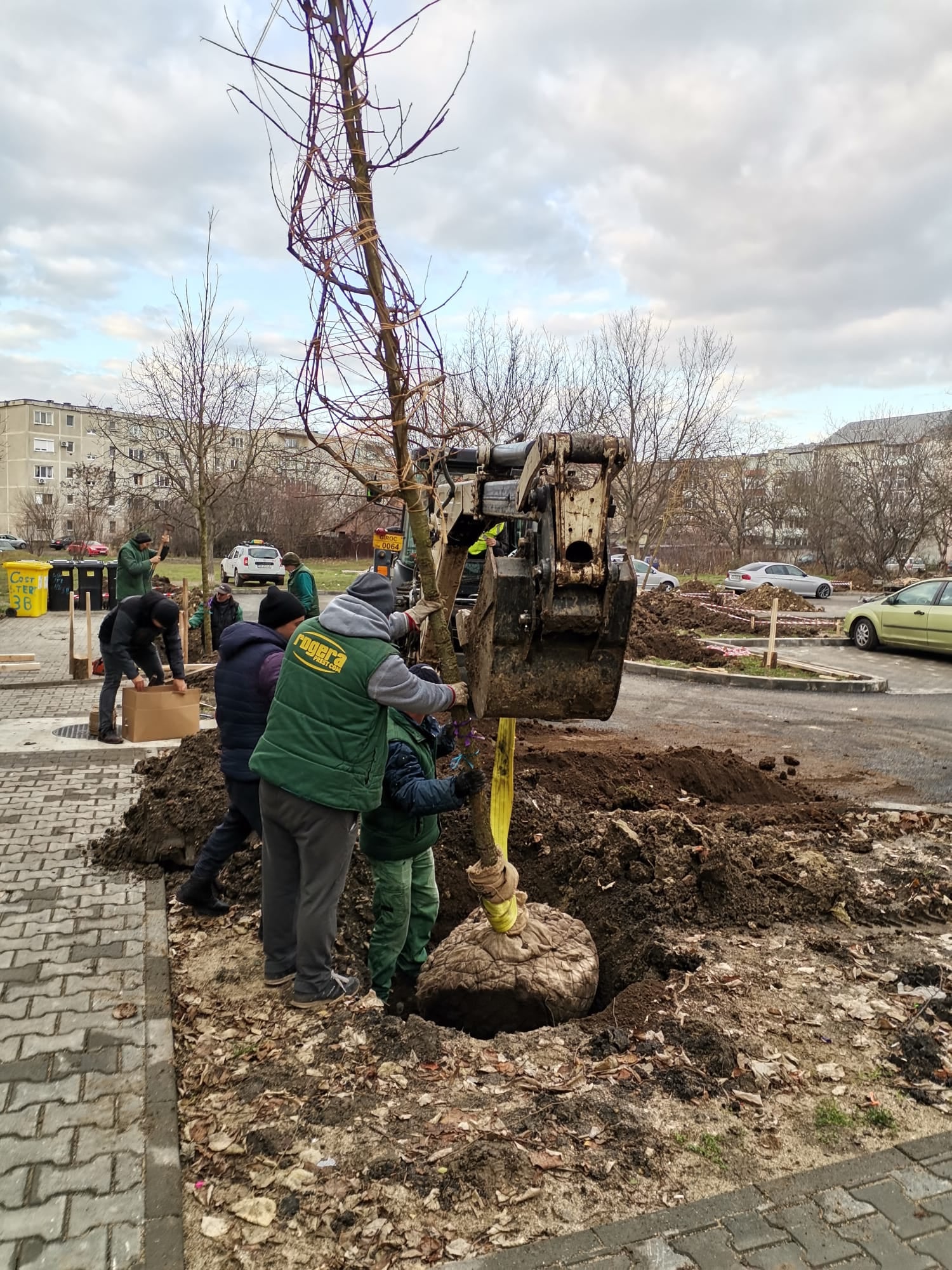 plantari copaci pmt bucovina (1)