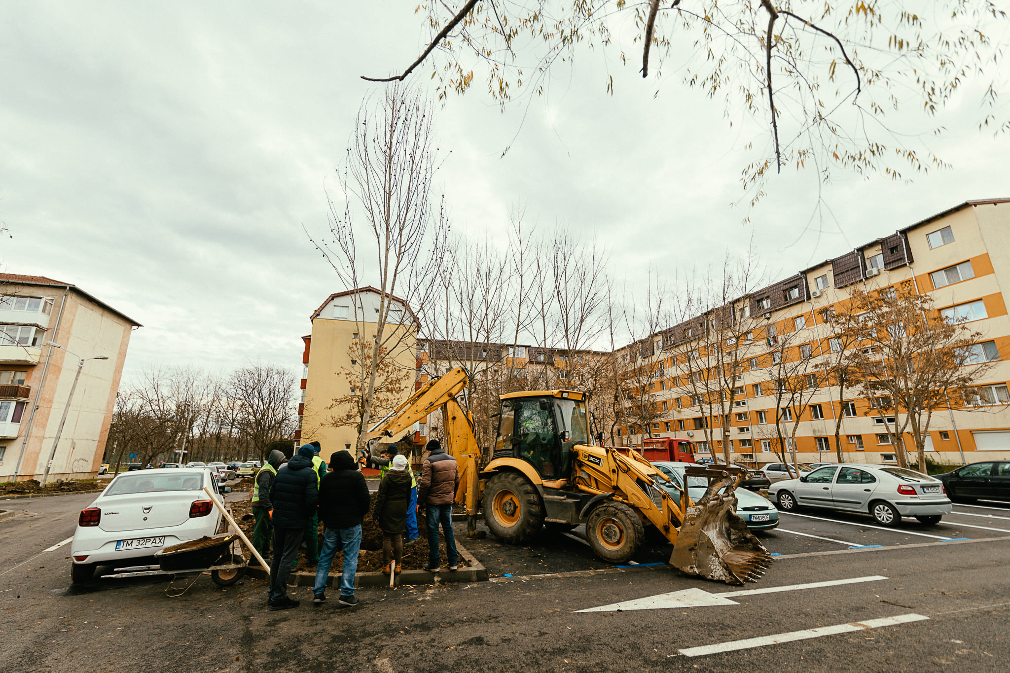 plantare arbori dominic fritz (5)