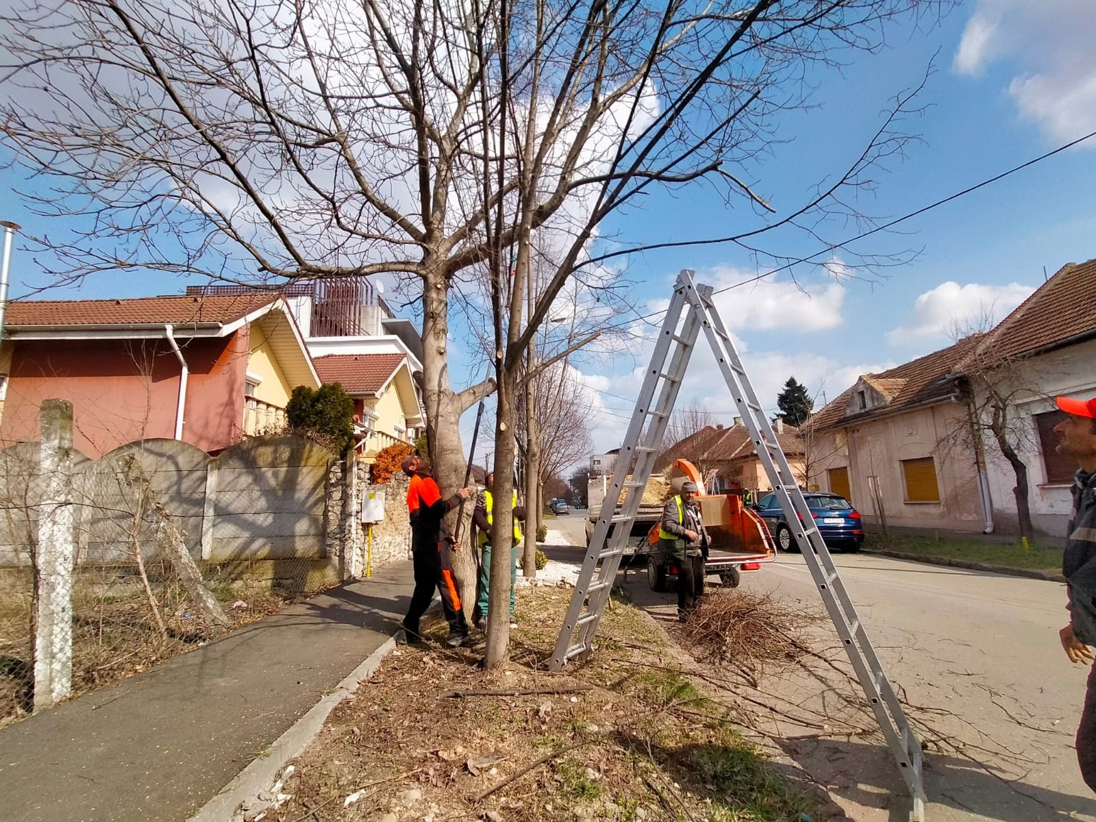 Întreținere arbori