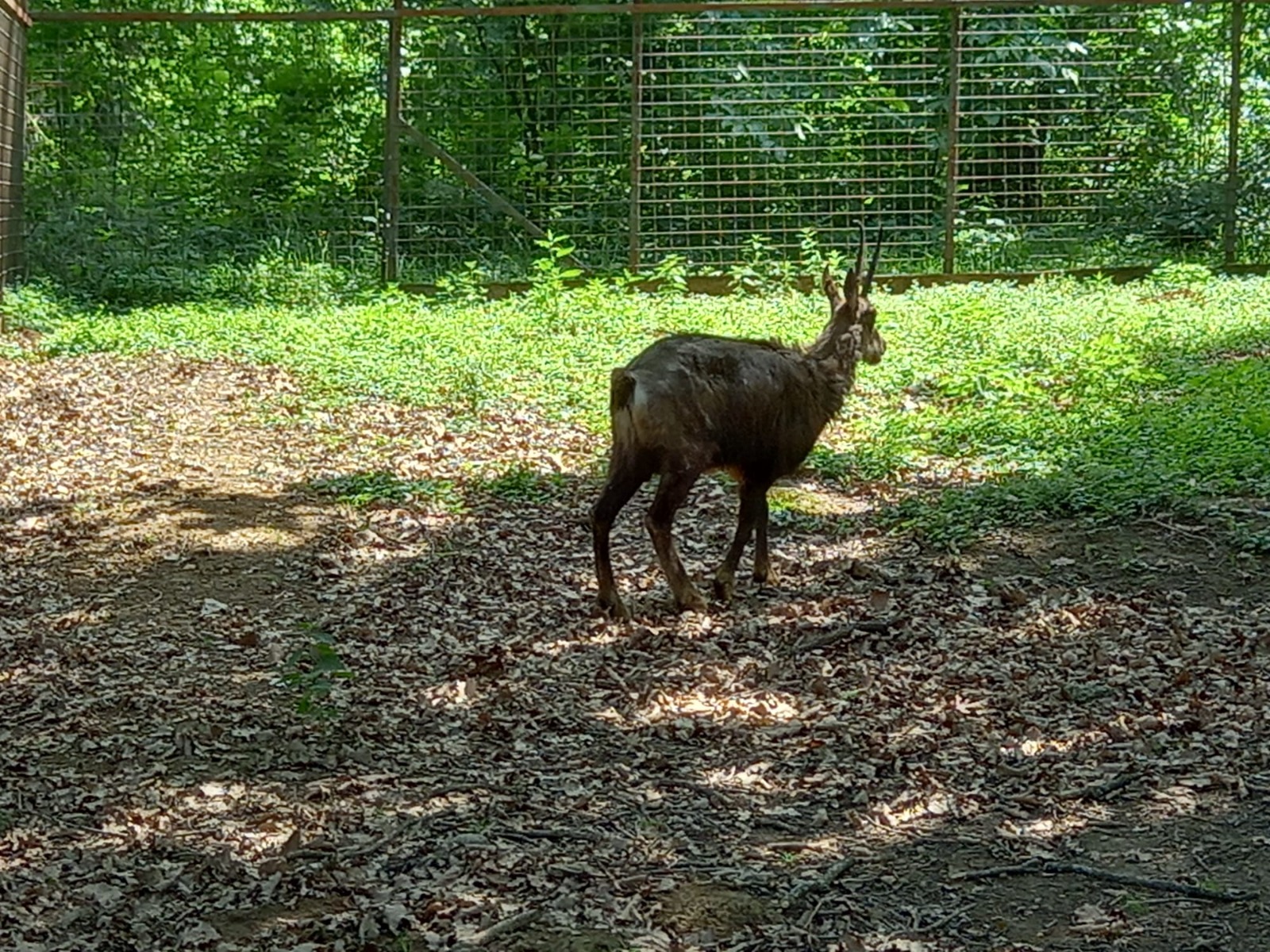 zoo hunedoara (1)