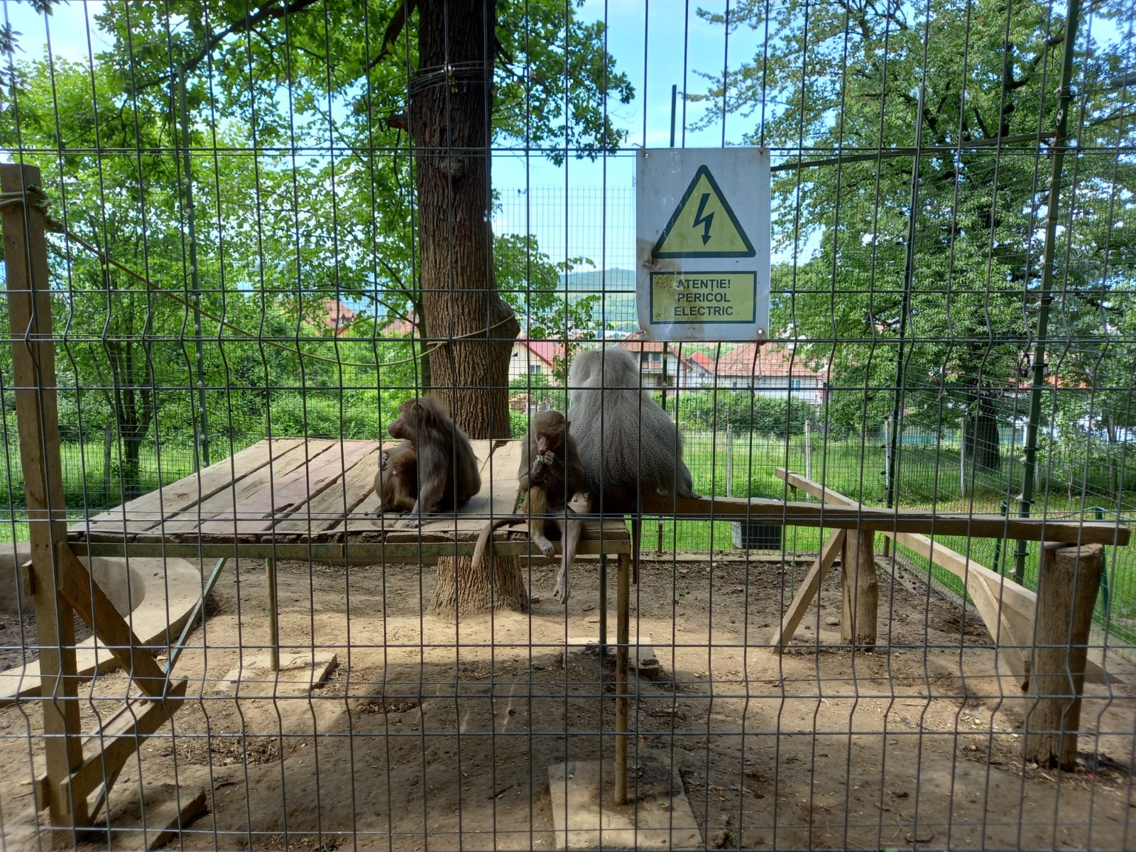 zoo hunedoara (6)