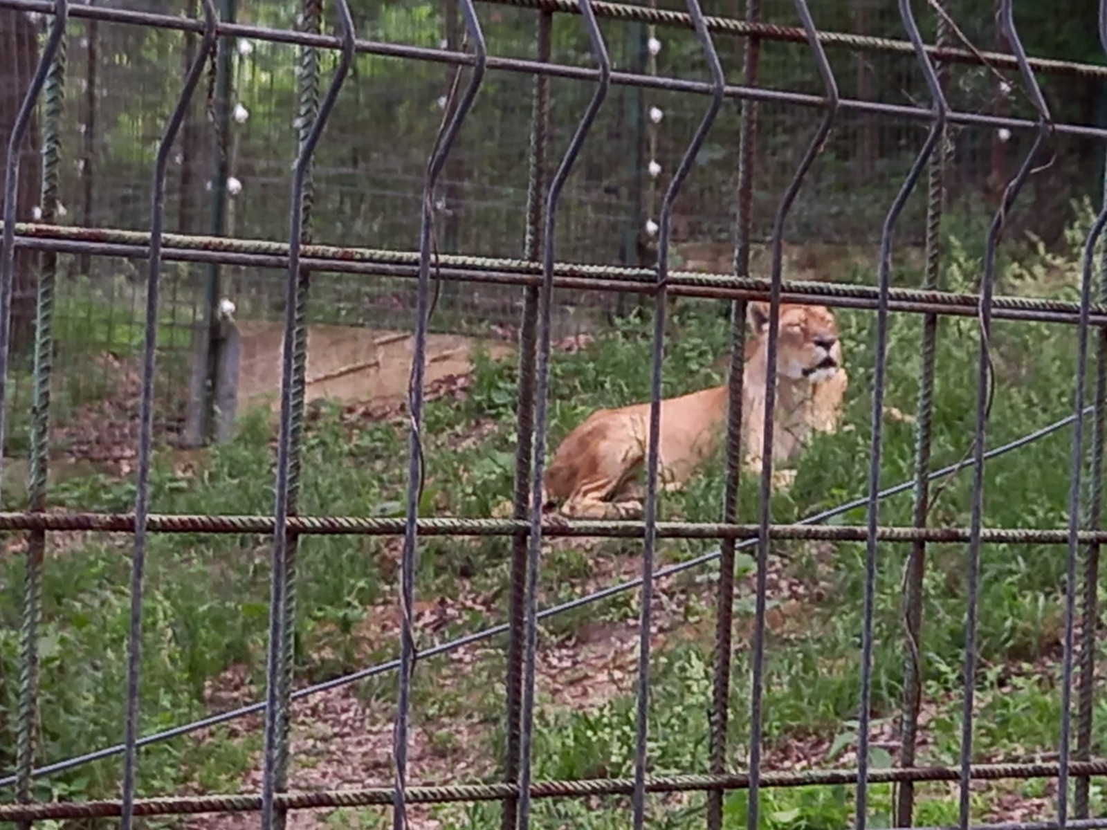 zoo hunedoara (9)