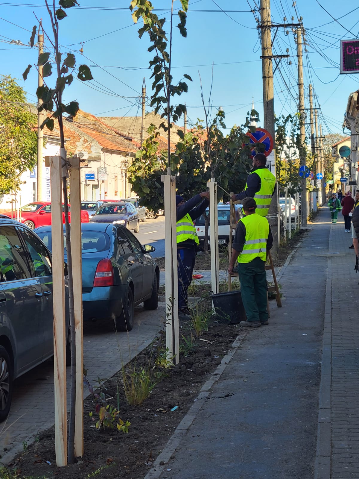 plante plantare (3)