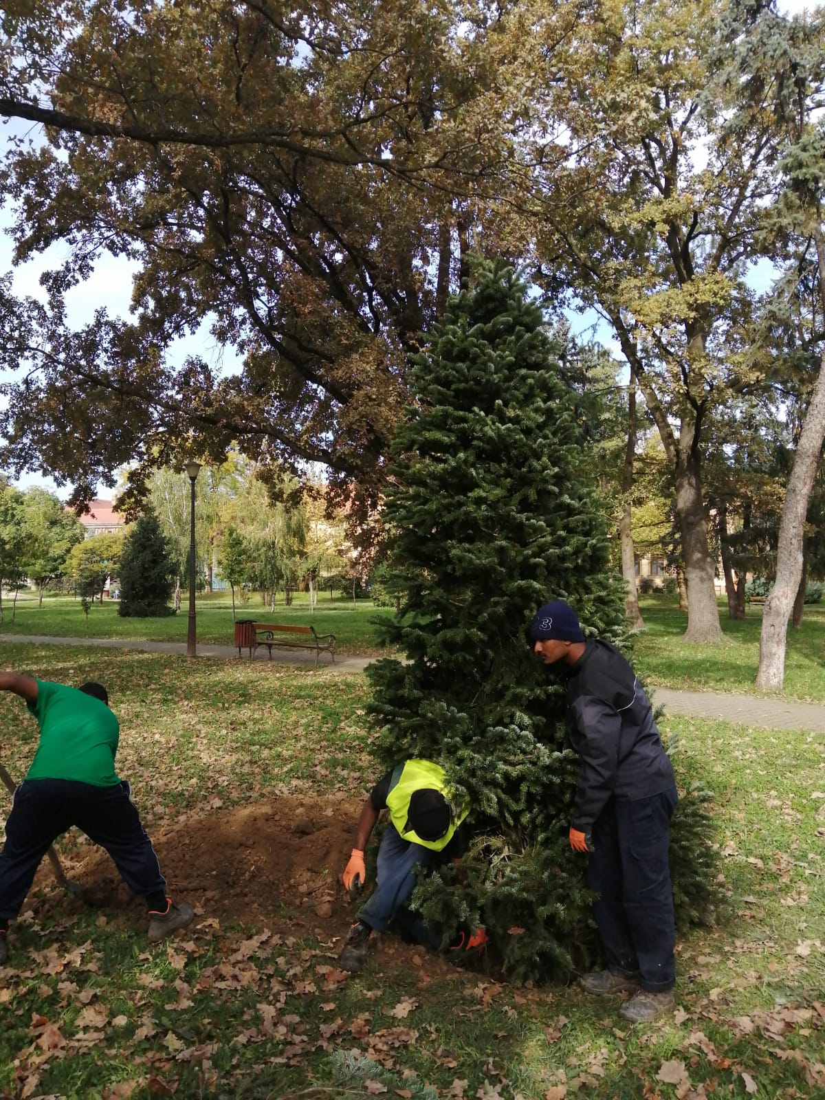 plante plantare (4)