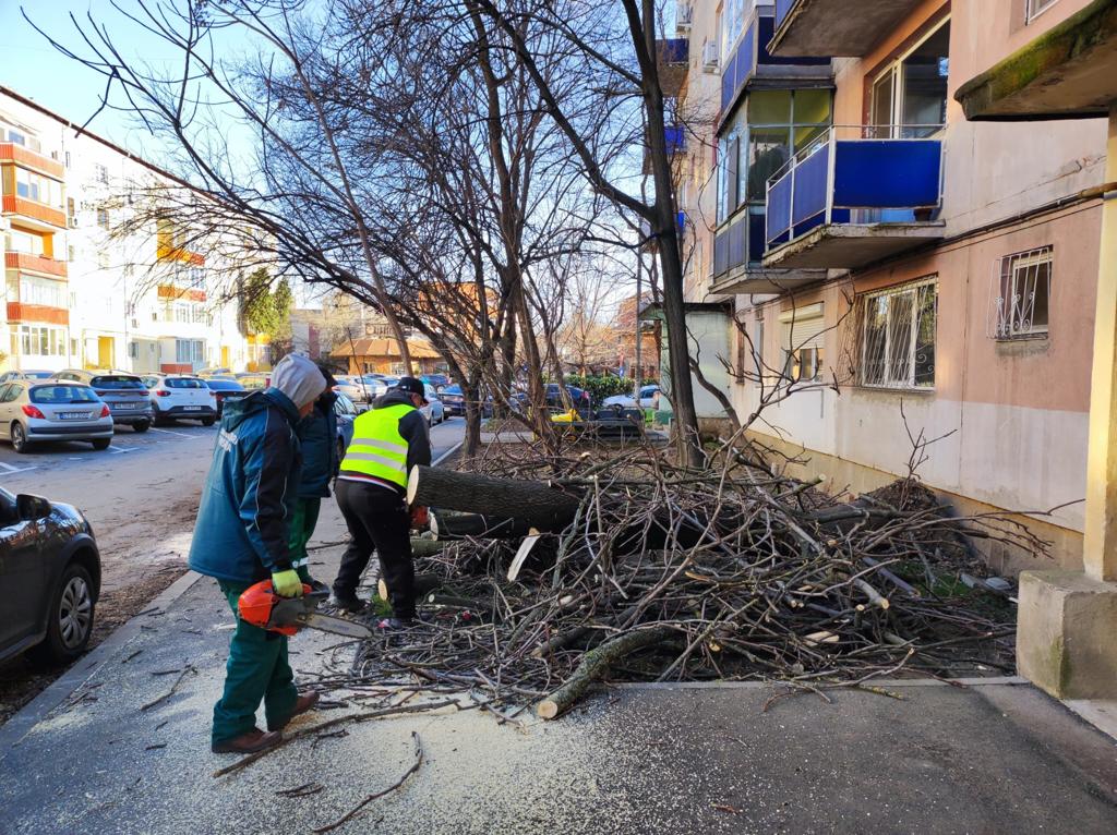 Copaci căzuți