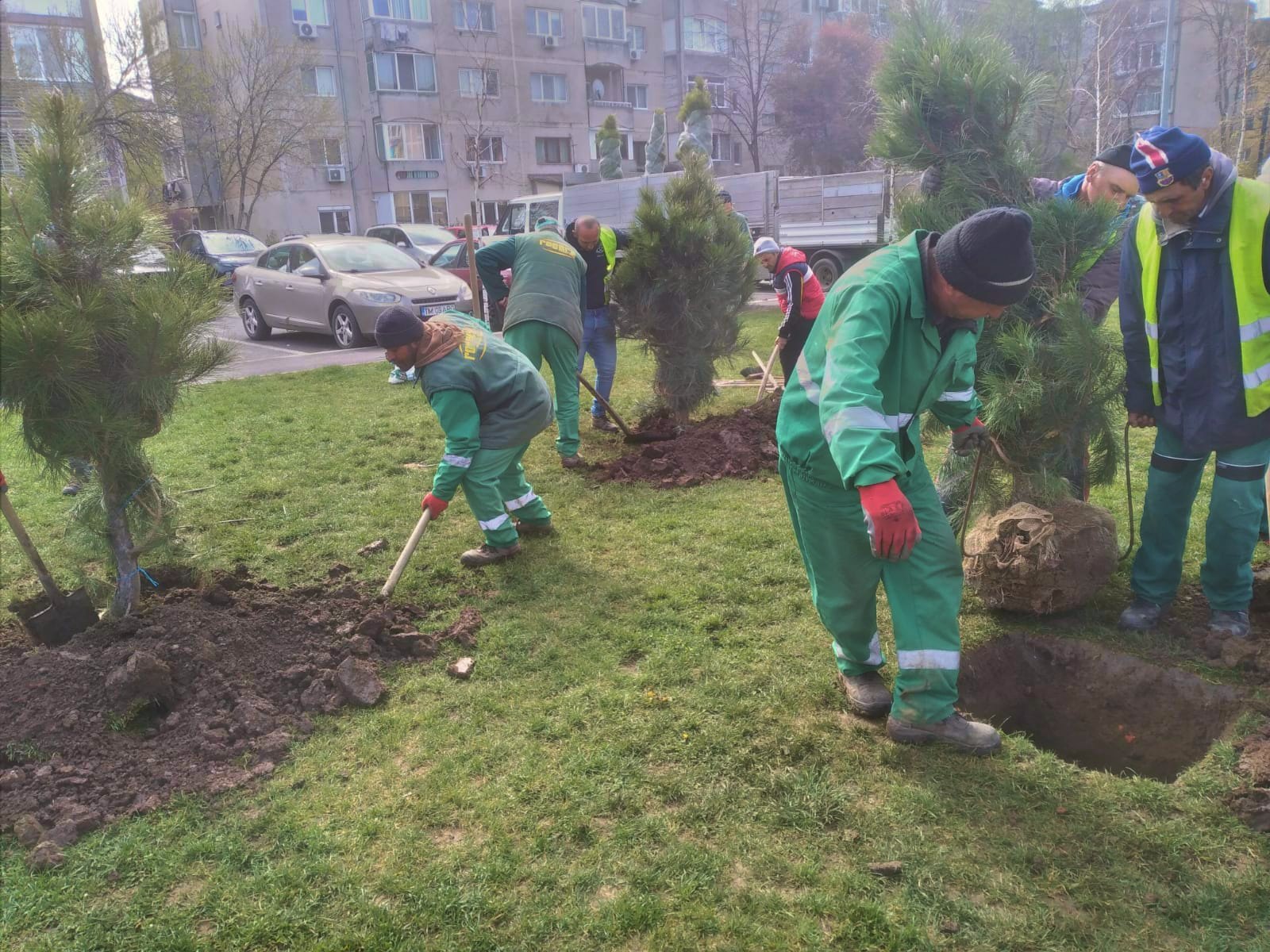 Plantări în cartierele Timișoarei