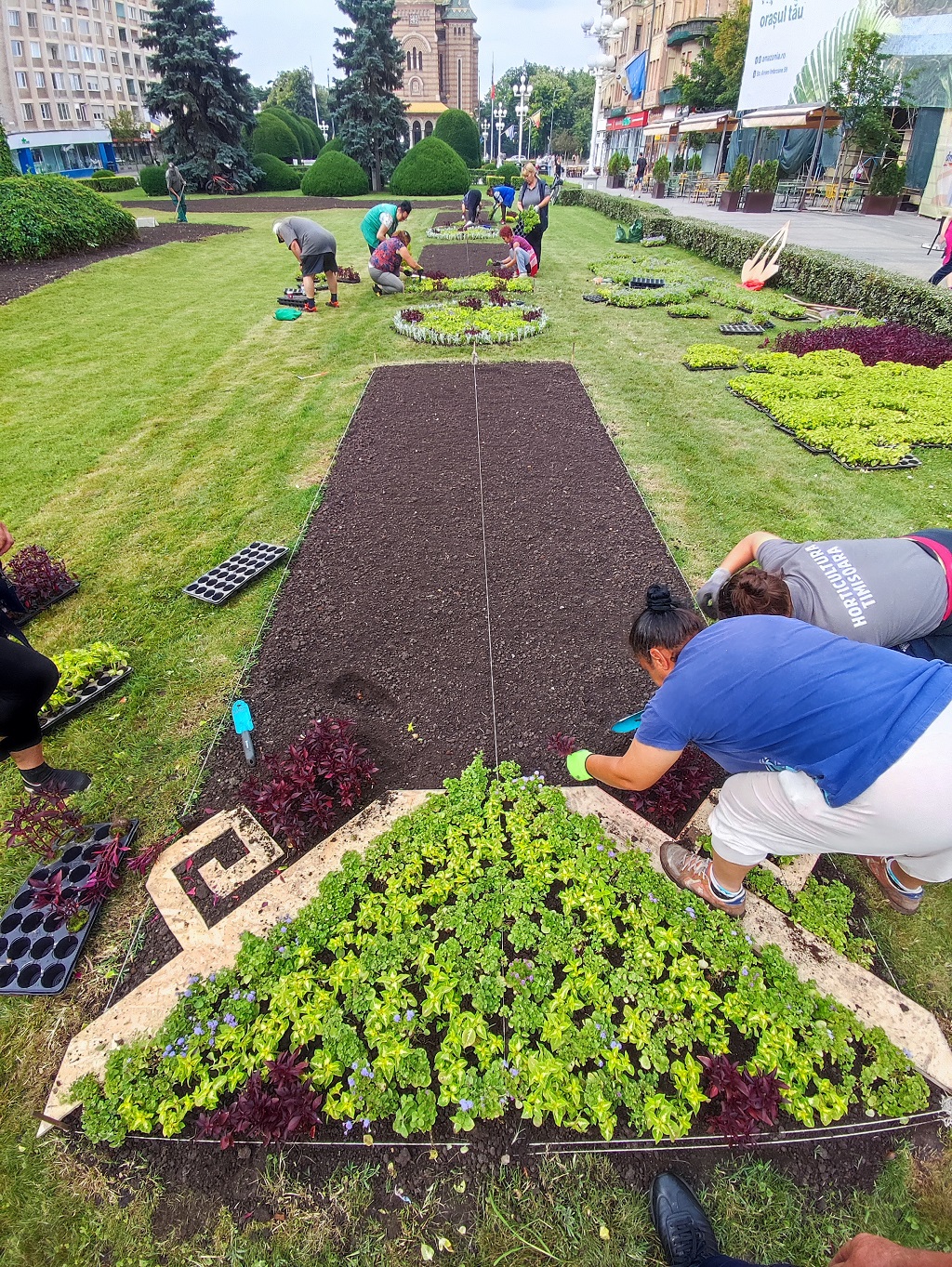 Plantare covor verde - Piata Victoriei Timisoara - Horticultura (1)