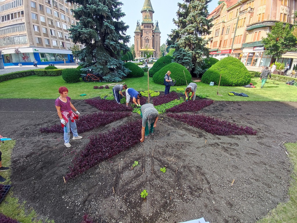 Plantare covor verde - Piata Victoriei Timisoara - Horticultura (3)