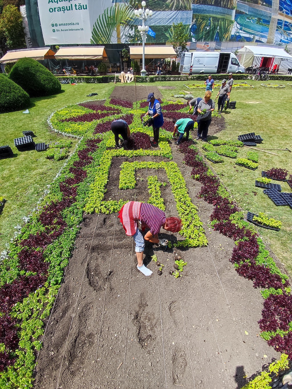 Plantare covor verde - Piata Victoriei Timisoara - Horticultura (4)