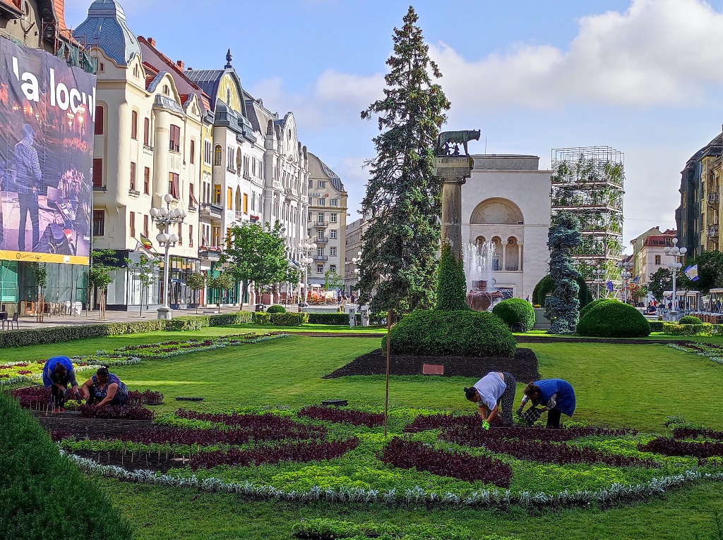 Plantare covor verde - Piata Victoriei Timisoara - Horticultura (6)