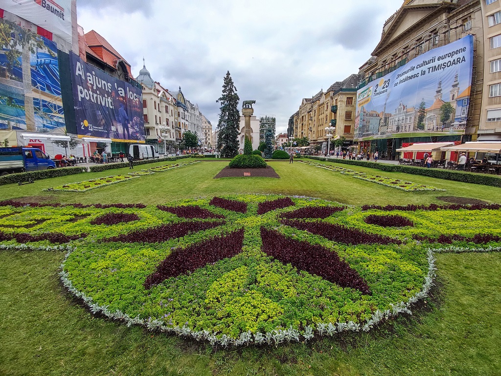 Plantare covor verde - Piata Victoriei Timisoara - Horticultura (7)