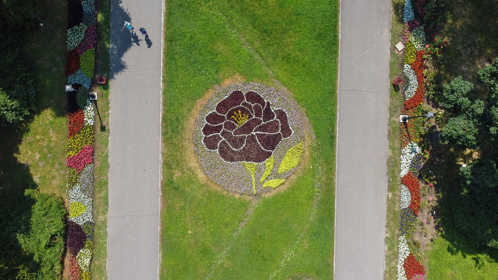 covoare florale horticultura flori timisoara (11)