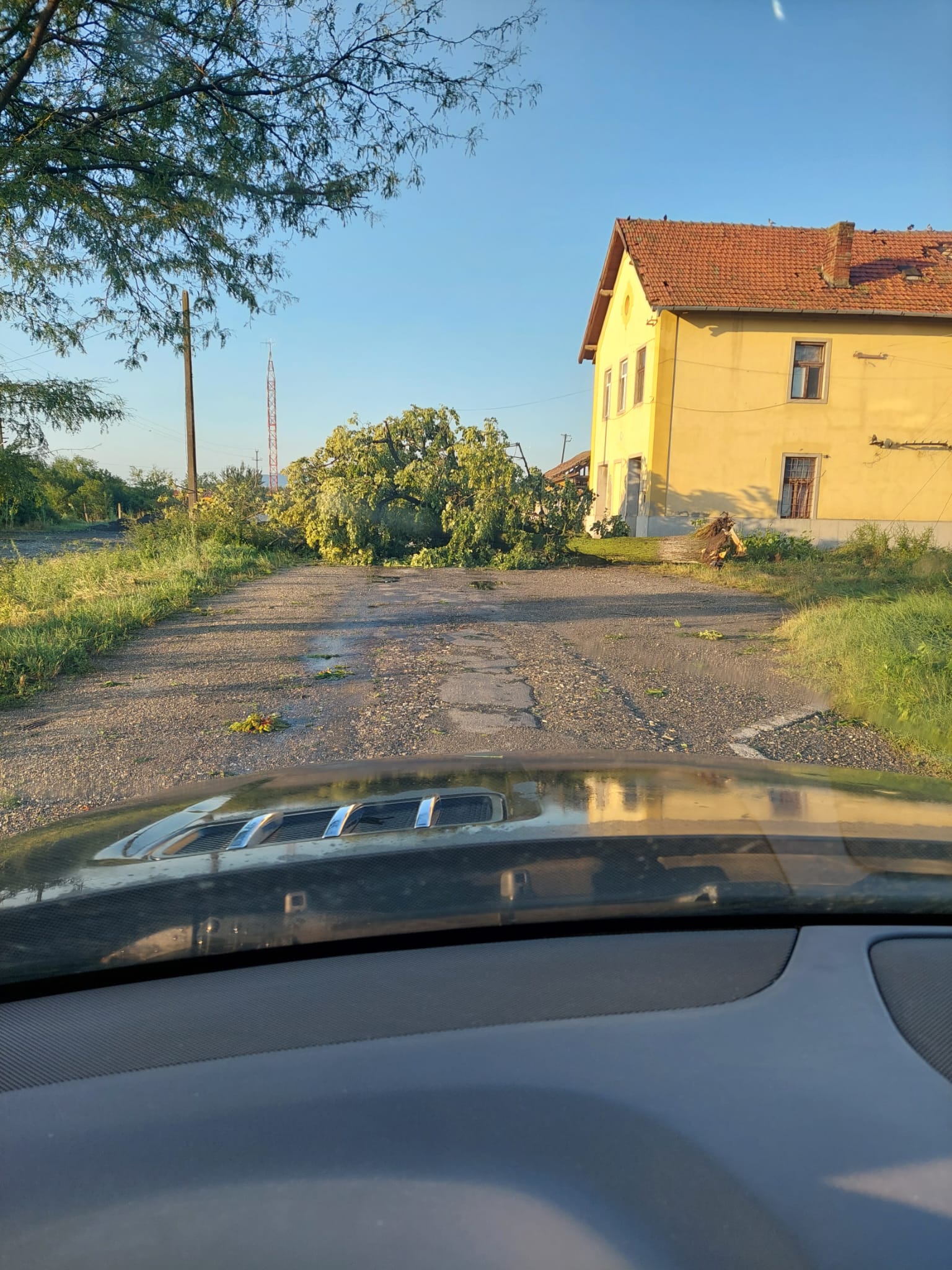 furtuna copaci cazuti (3)