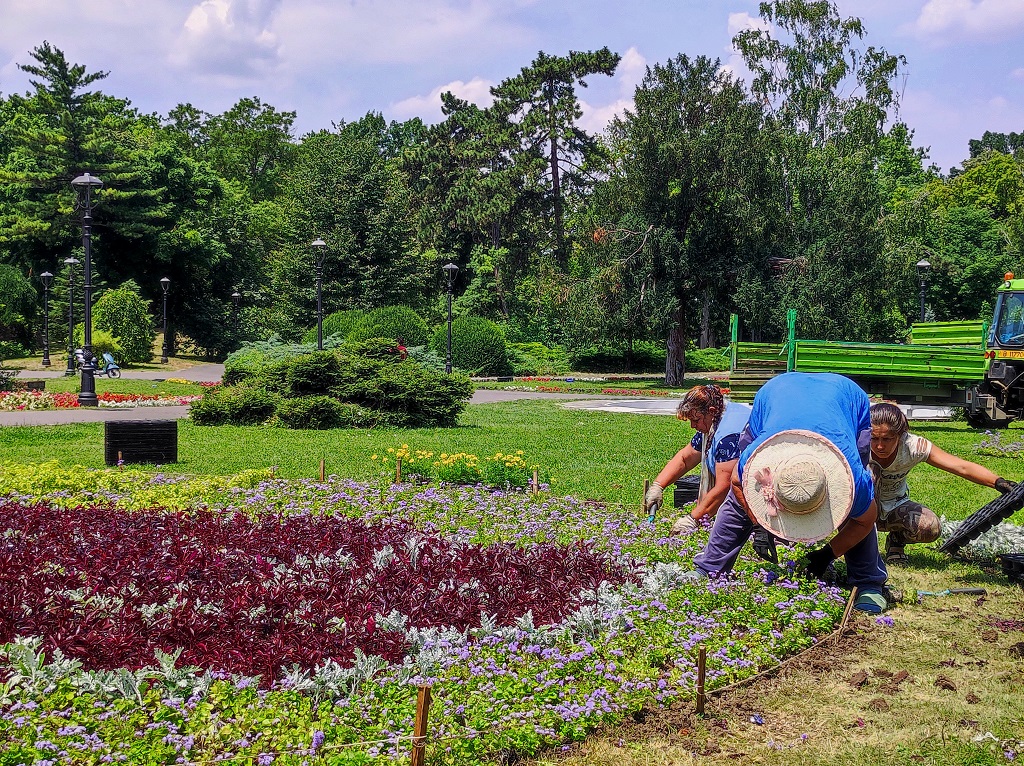 foto: Horticultura Timișoara