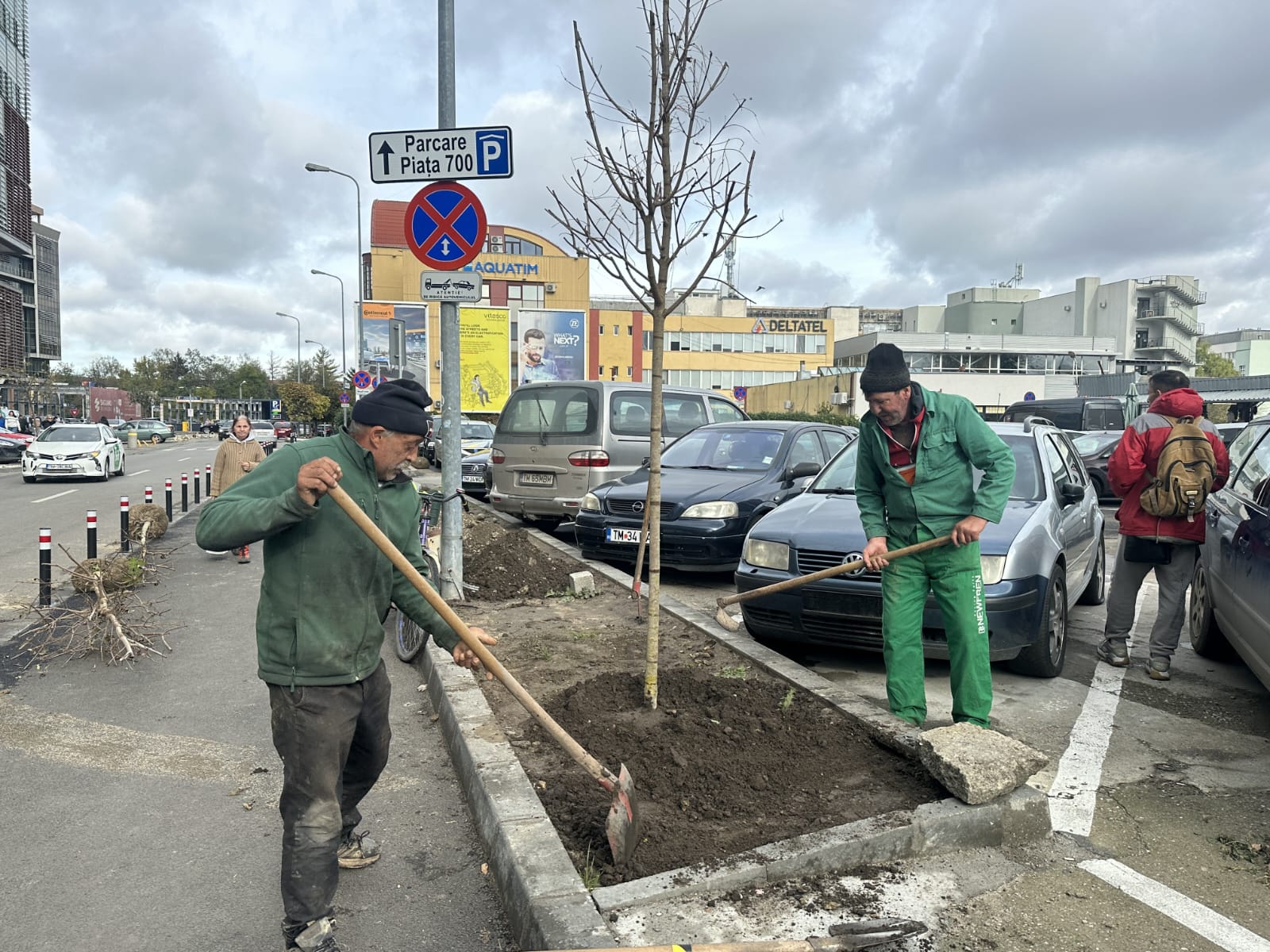 plantare toamna arbori timisoara (7)