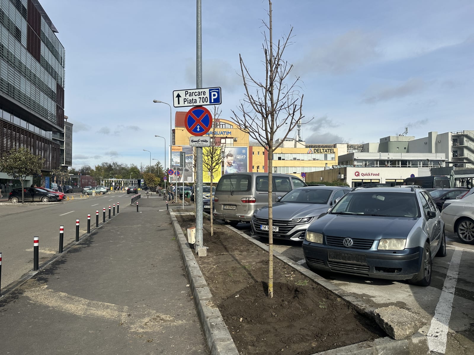 plantare toamna arbori timisoara (8)