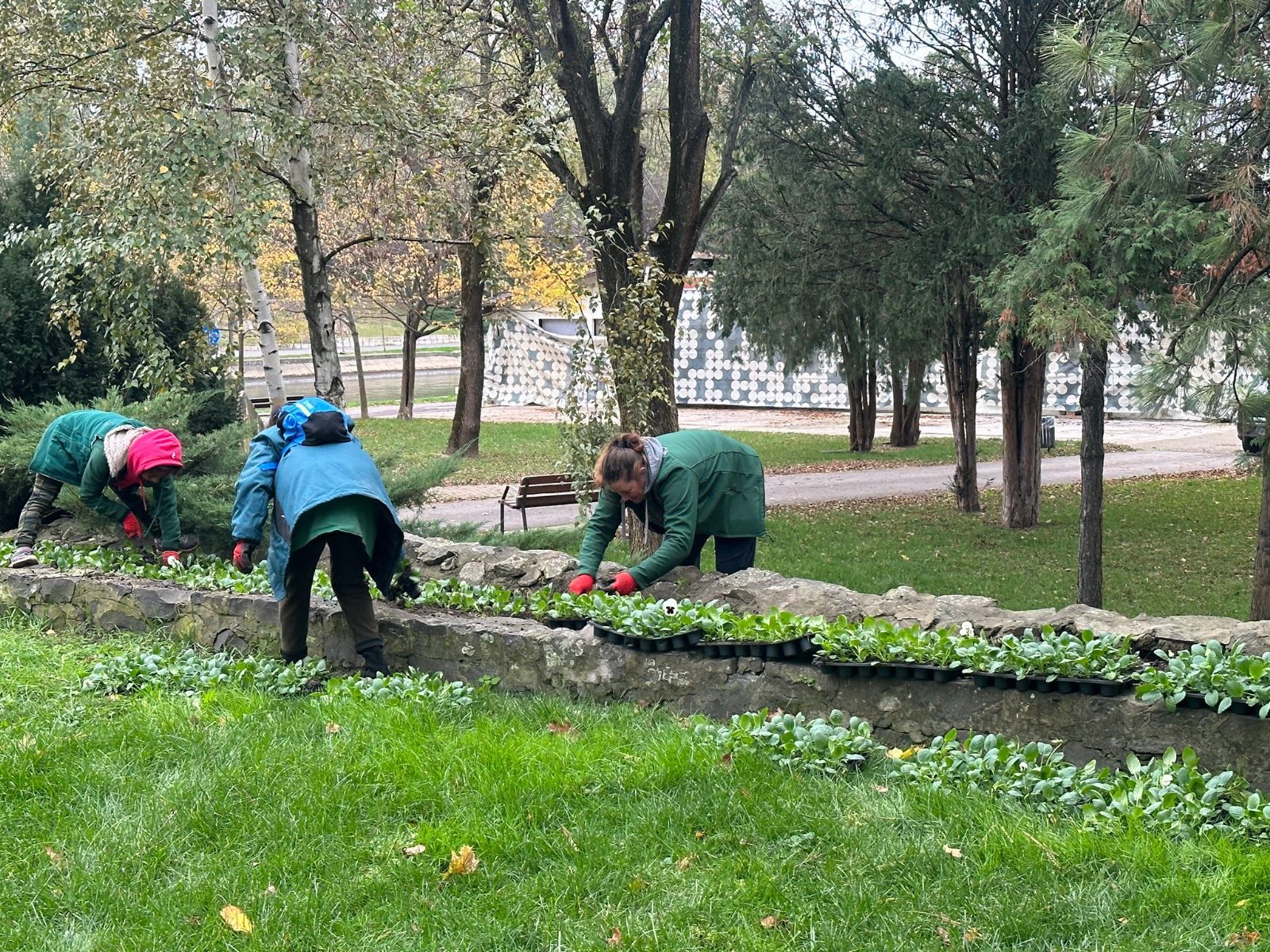 plantare toamna arbori timisoara (5)