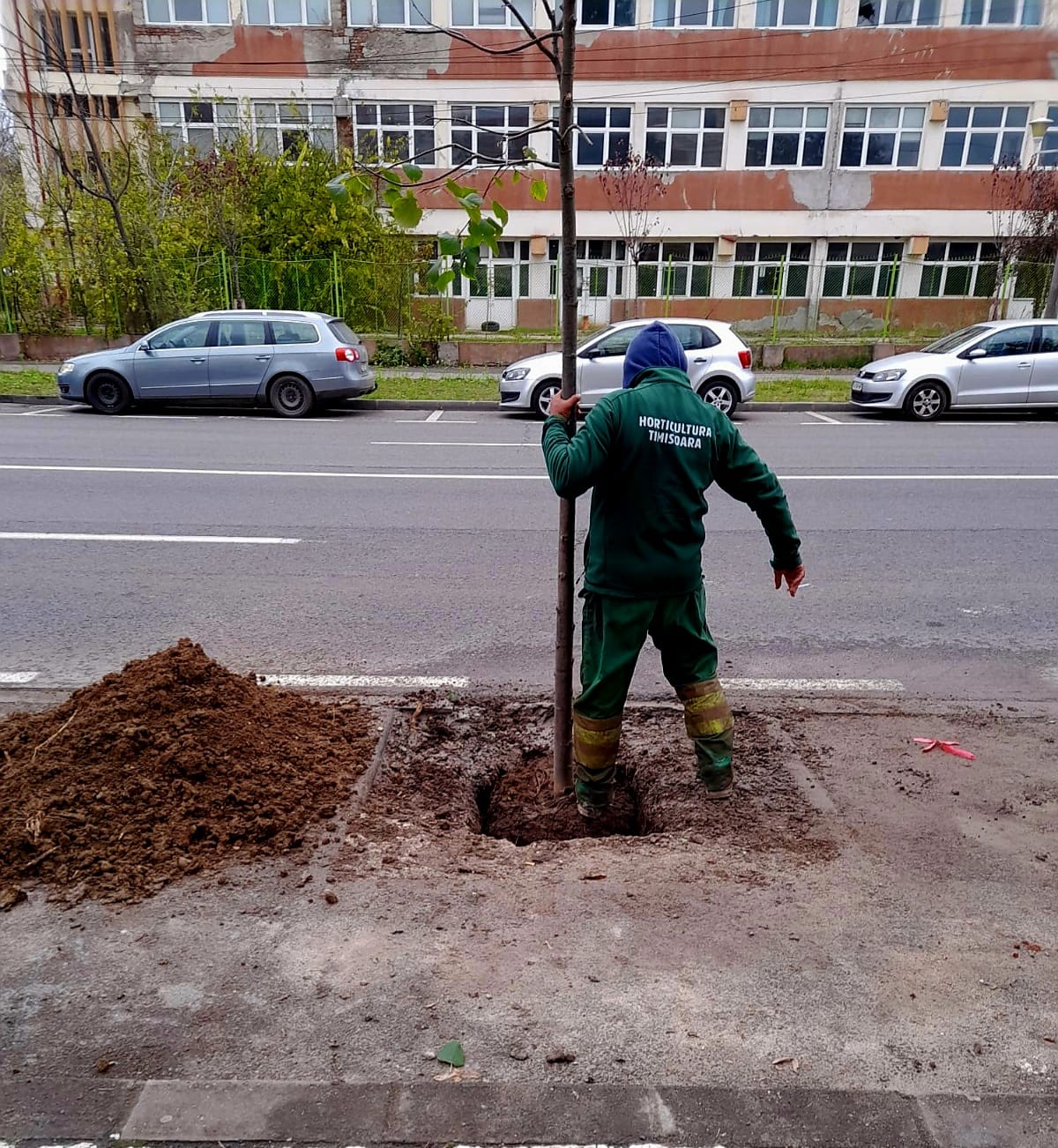 plantare toamna arbori timisoara (6)