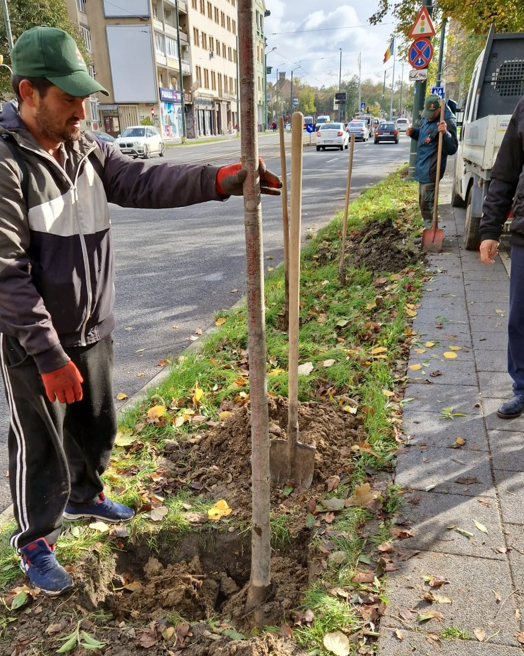 plantare toamna arbori timisoara (3)