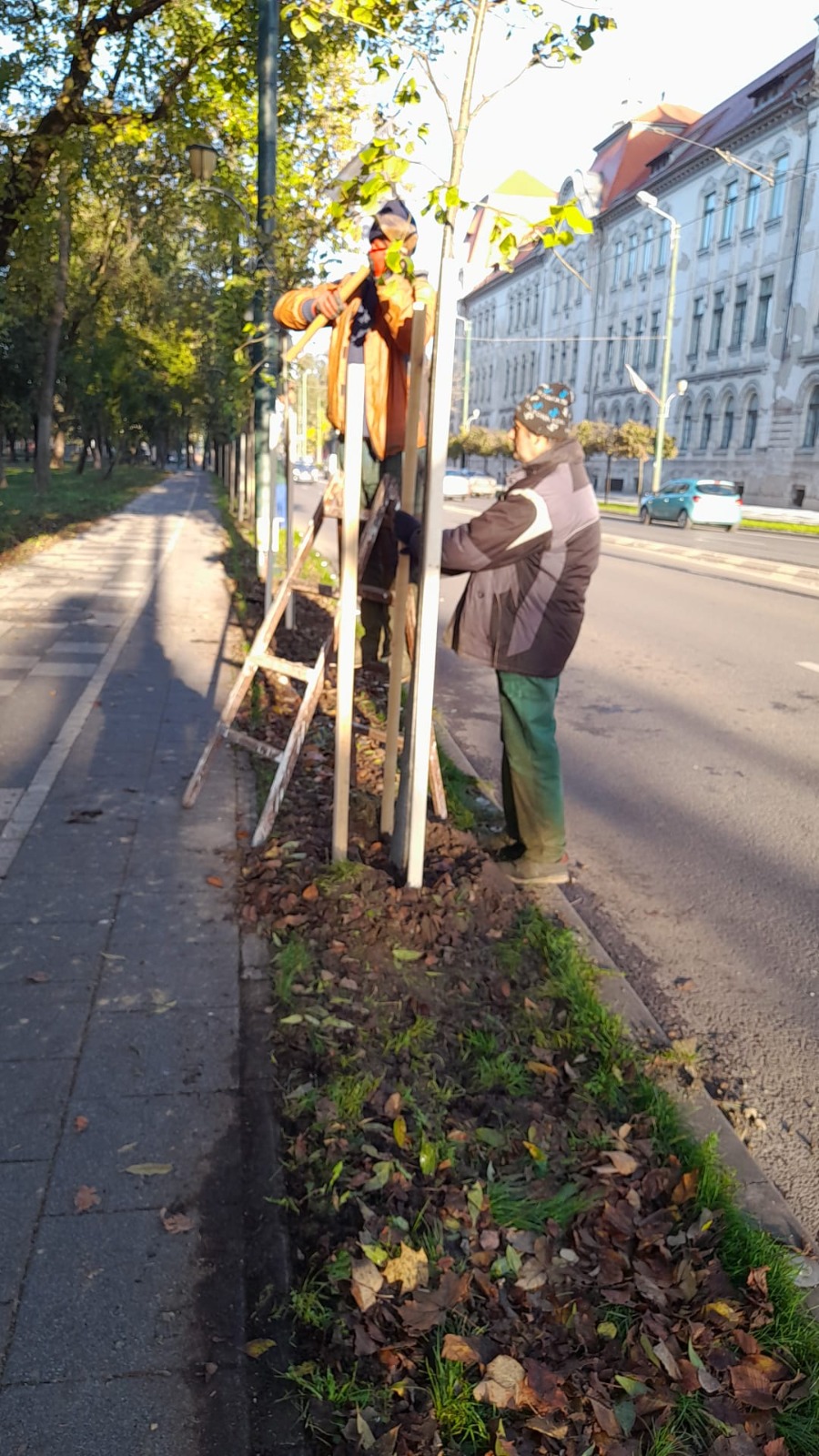 plantare toamna arbori timisoara (4)