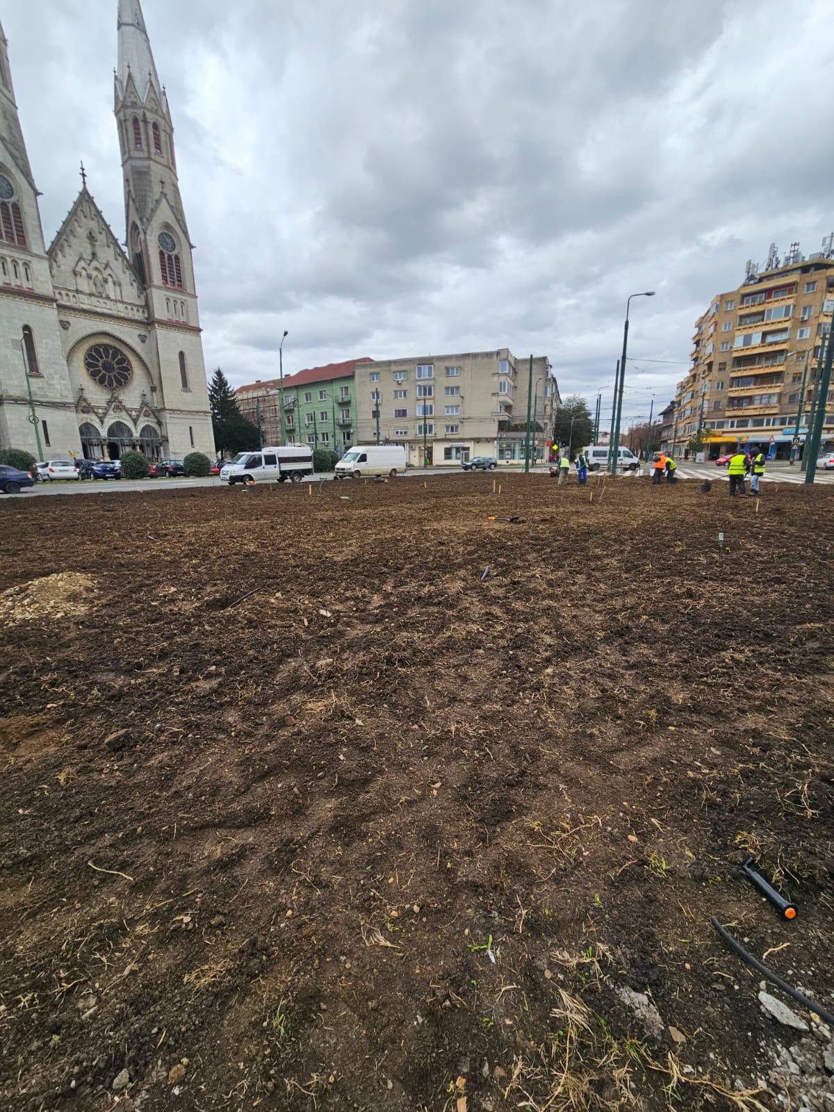 plantare toamna arbori timisoara (1)