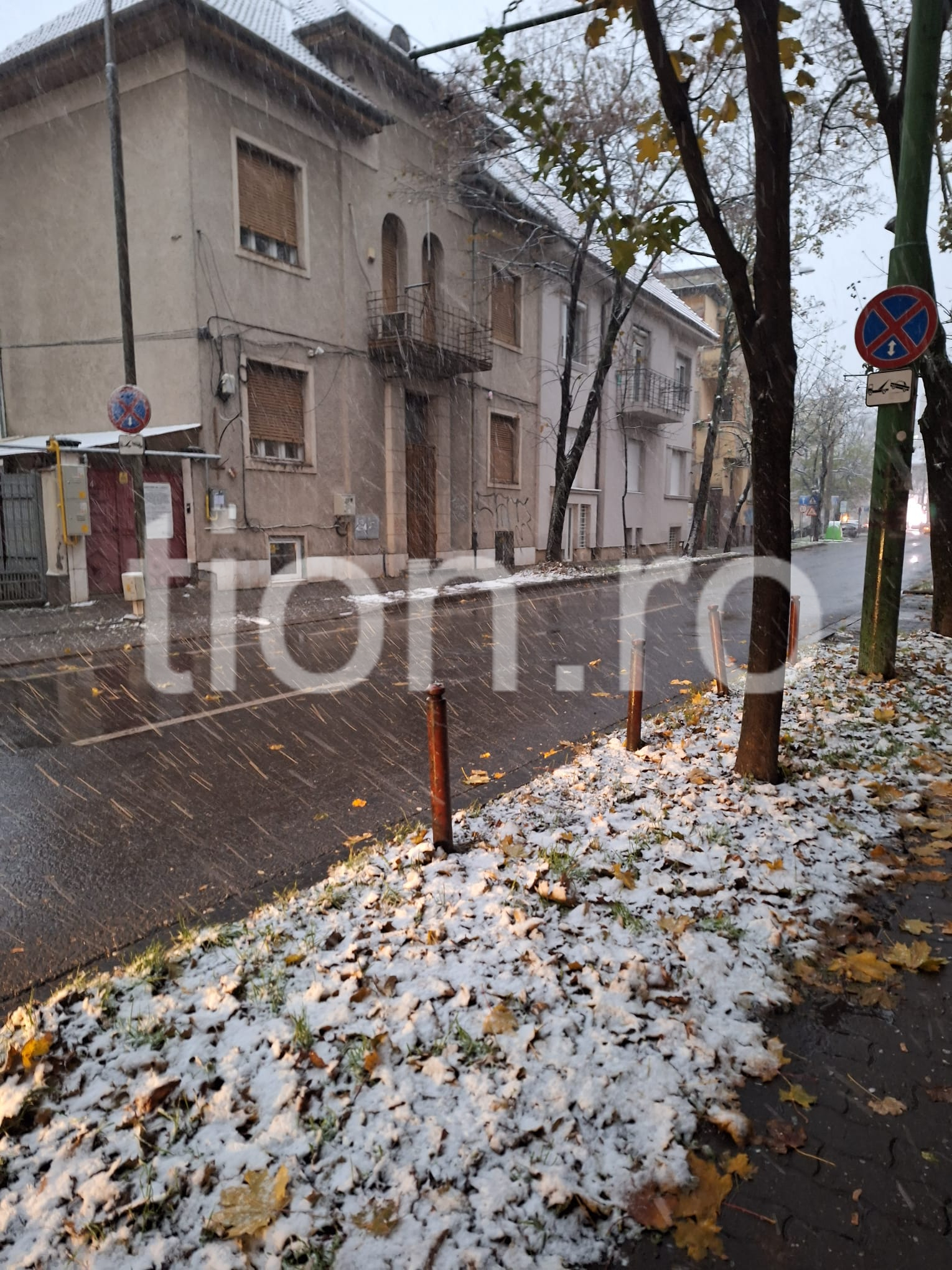 ninsoare zapada timisoara ninge