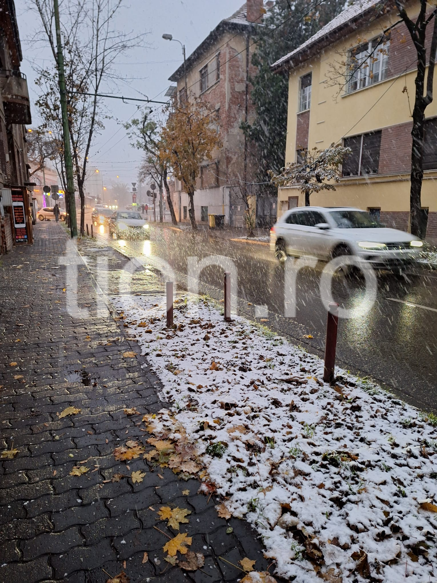 ninsoare zapada timisoara ninge