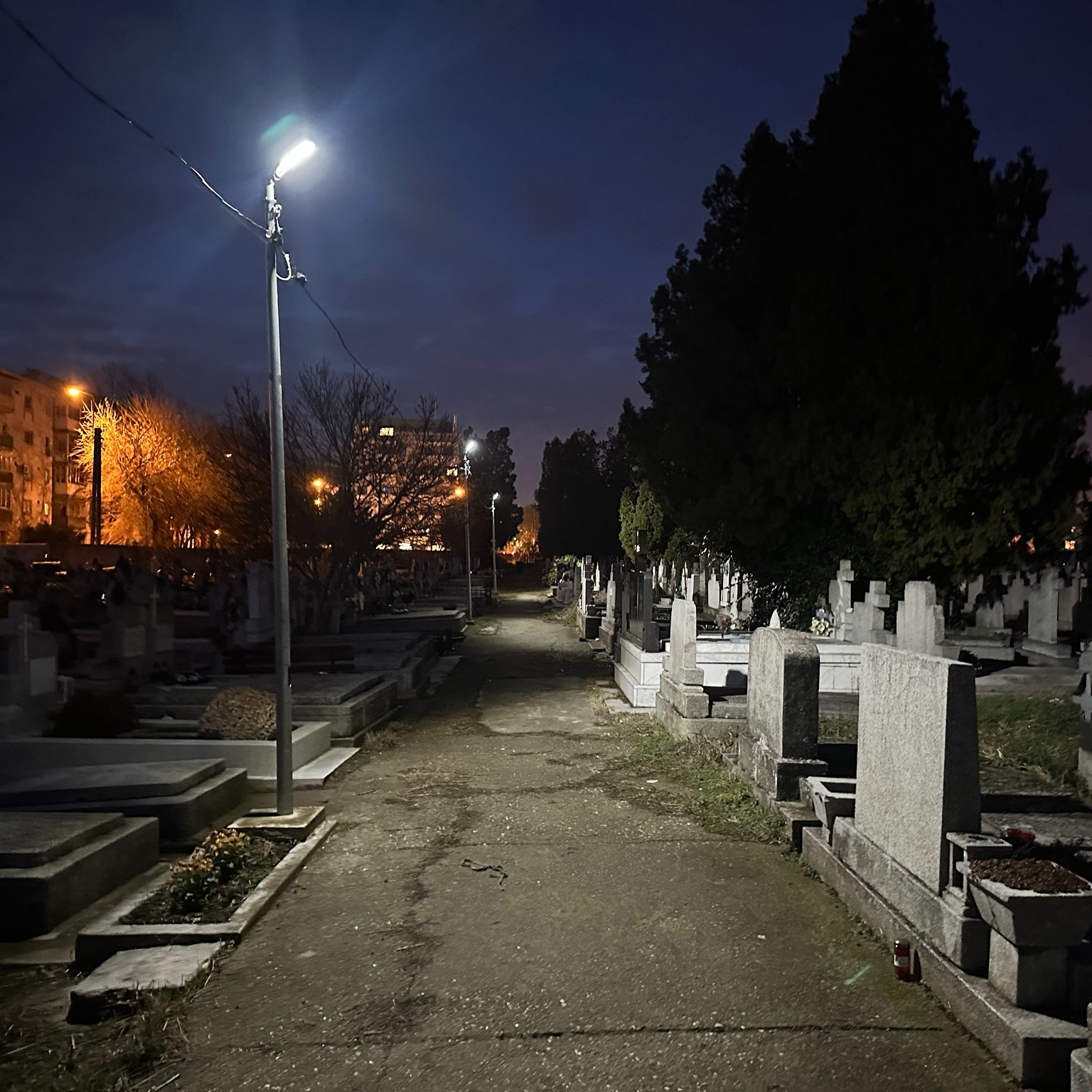 horticultura cimitir calea sagului (3)