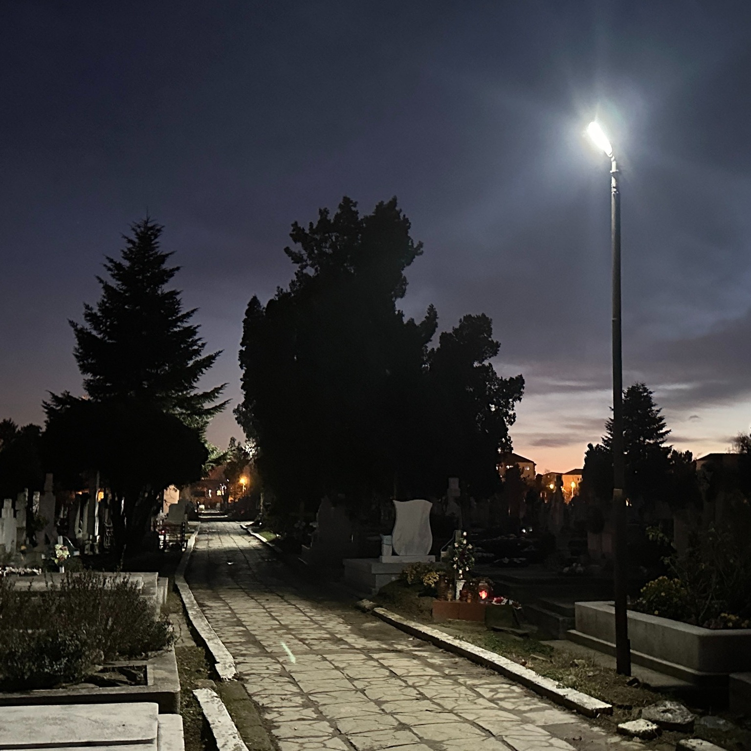 horticultura cimitir calea sagului (2)